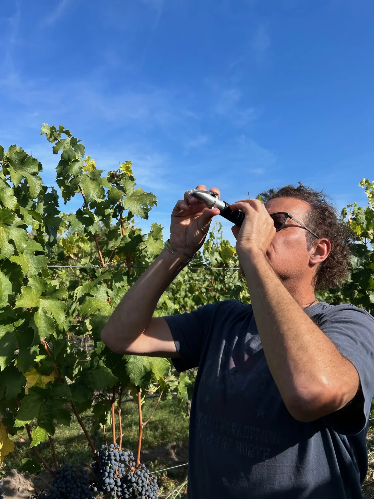 Ripening control grapes