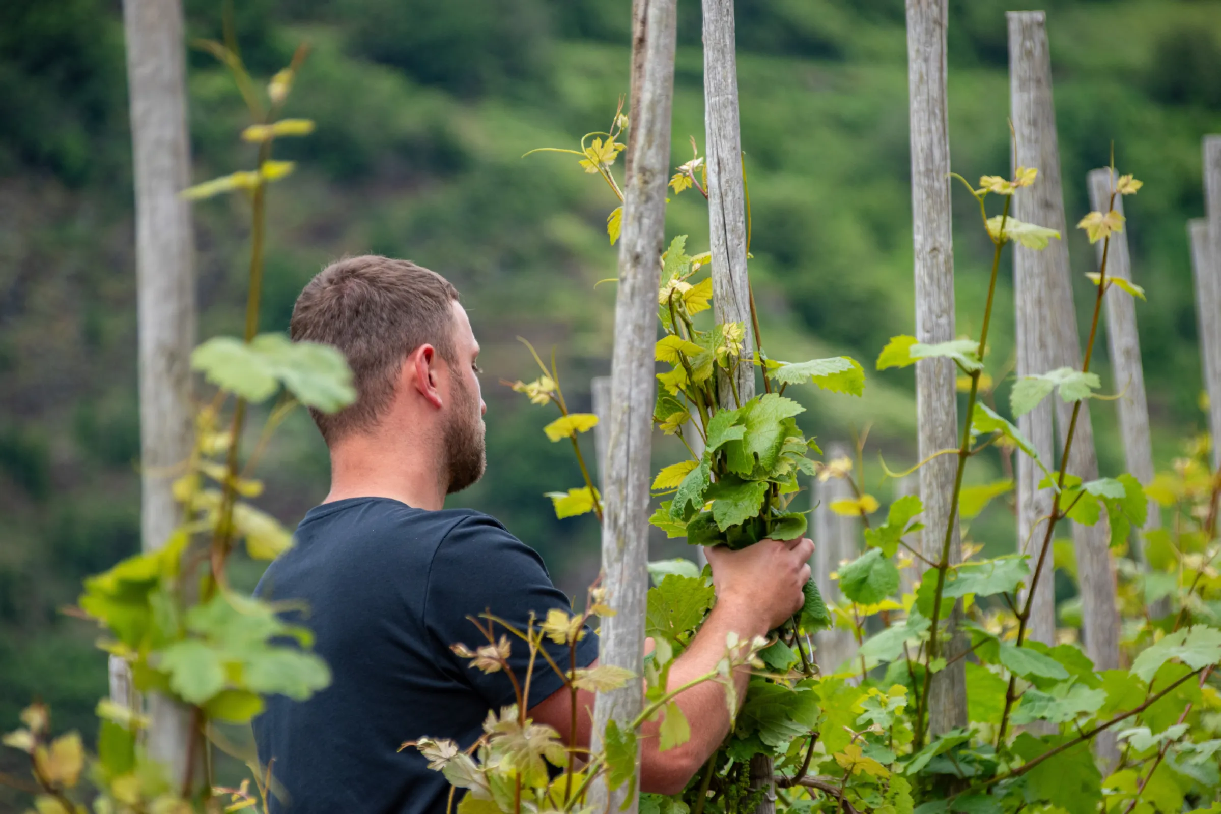 all work in the steep slopes are manual labour