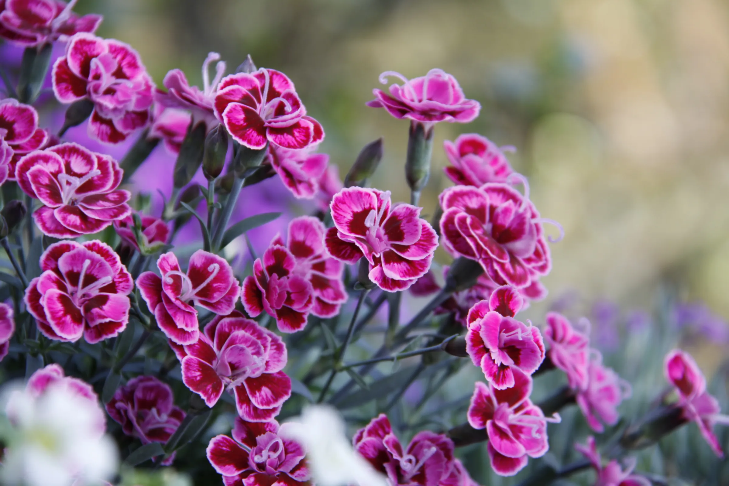 It must be purple! This Dianthus is a real eye-cather with its bright, intens colour.