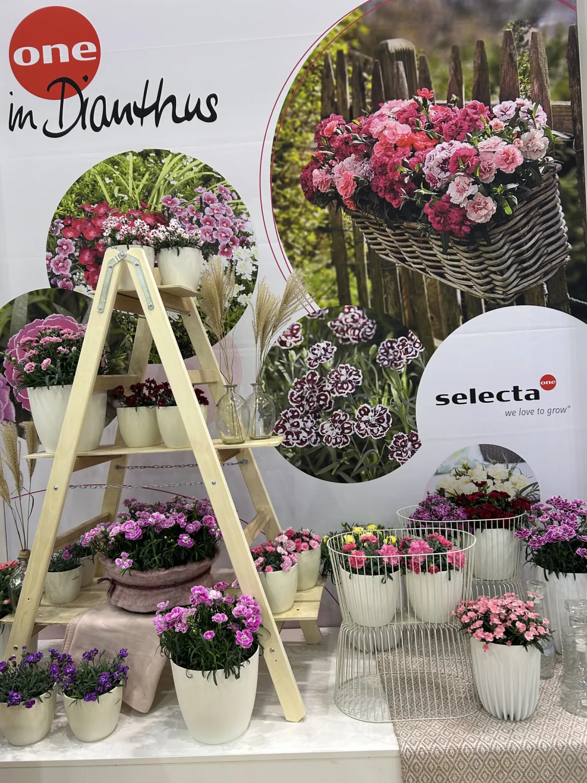 Selecta one in Dianthus - a wide range of beautiful colours!