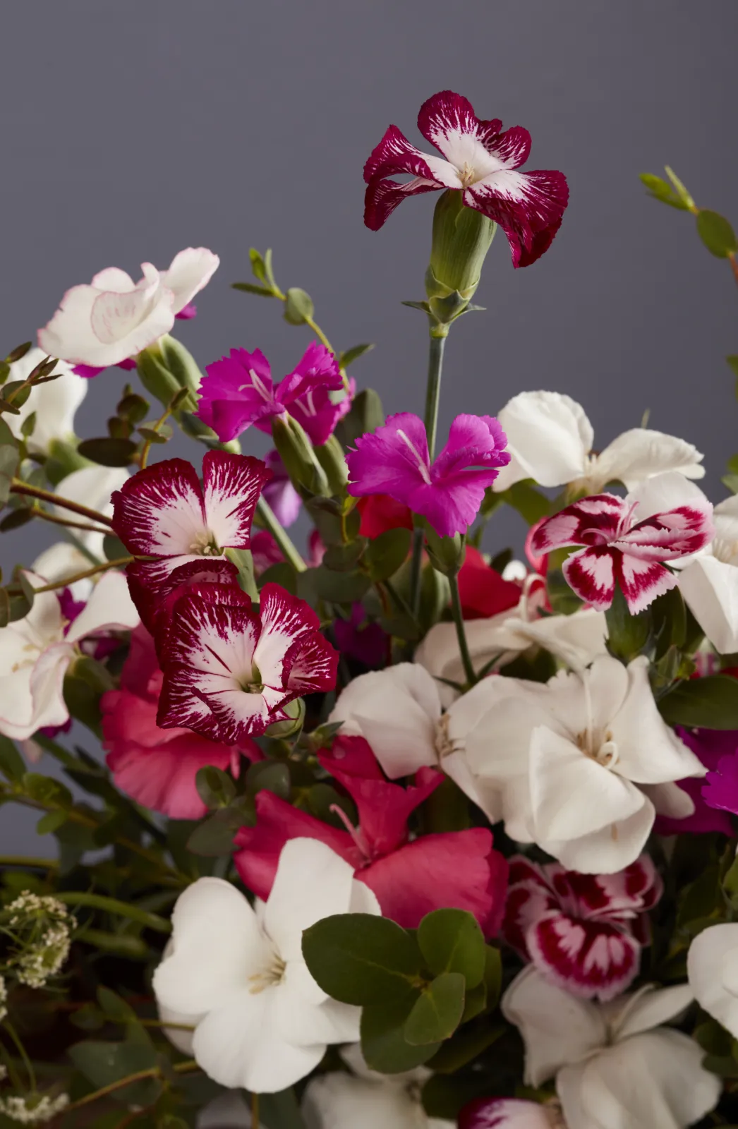 Solandis - our butterfly collection. It's full of magic and colours!