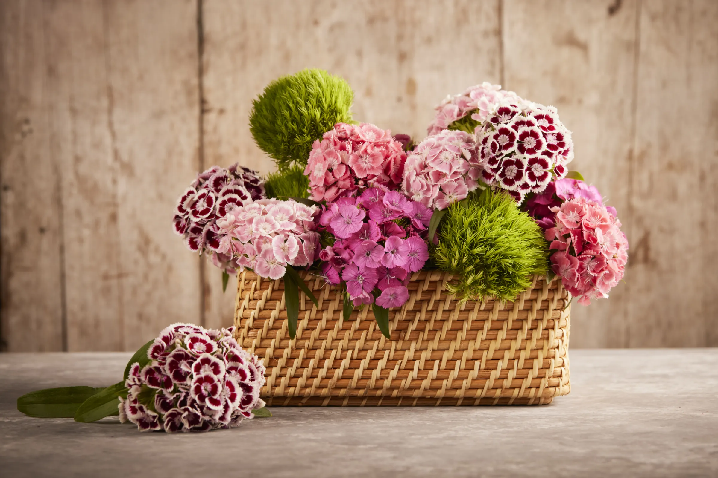 Kiwi Mellow Cool - as cool as it gets