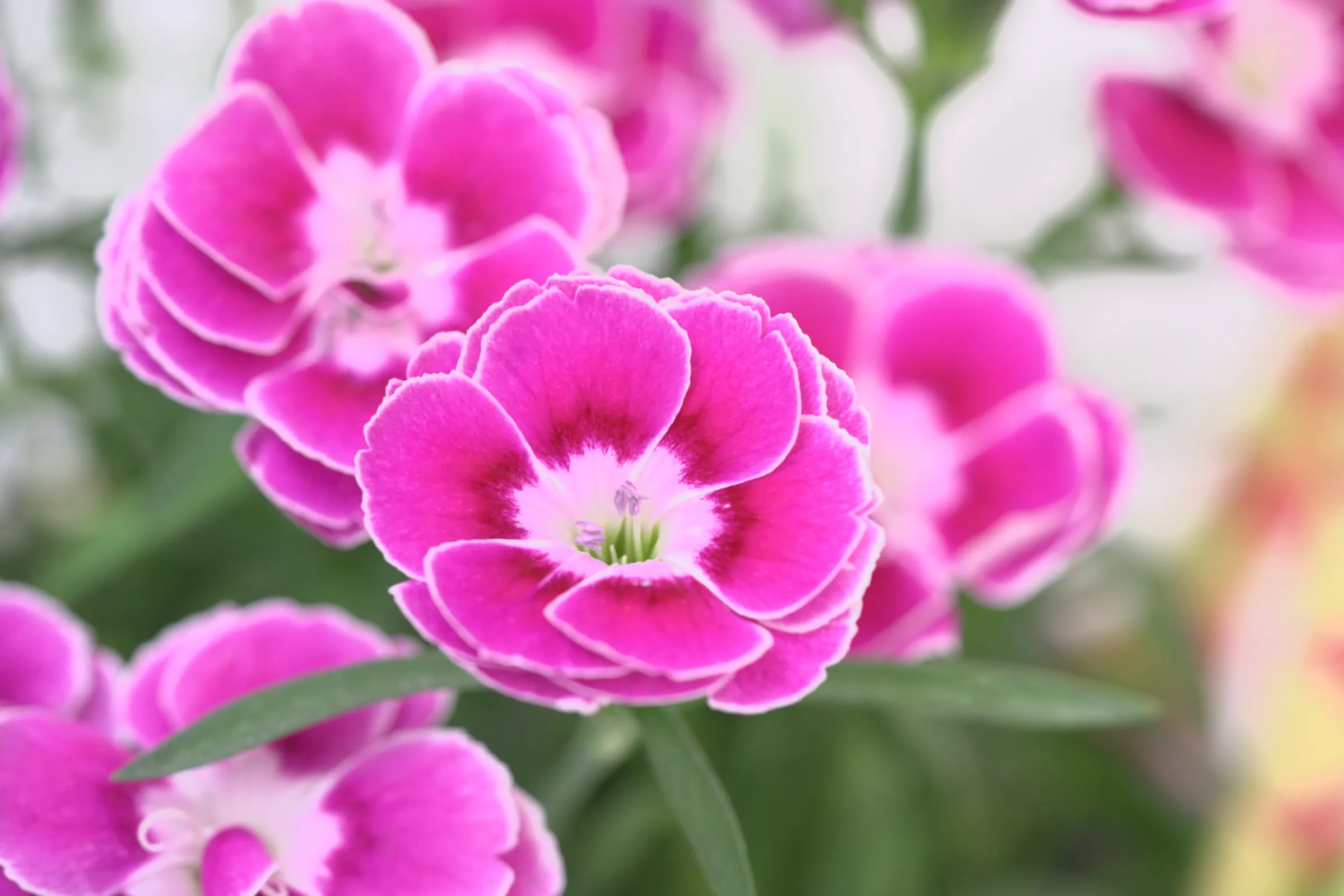 Dianthus Aura -a special carnation with a special charisma