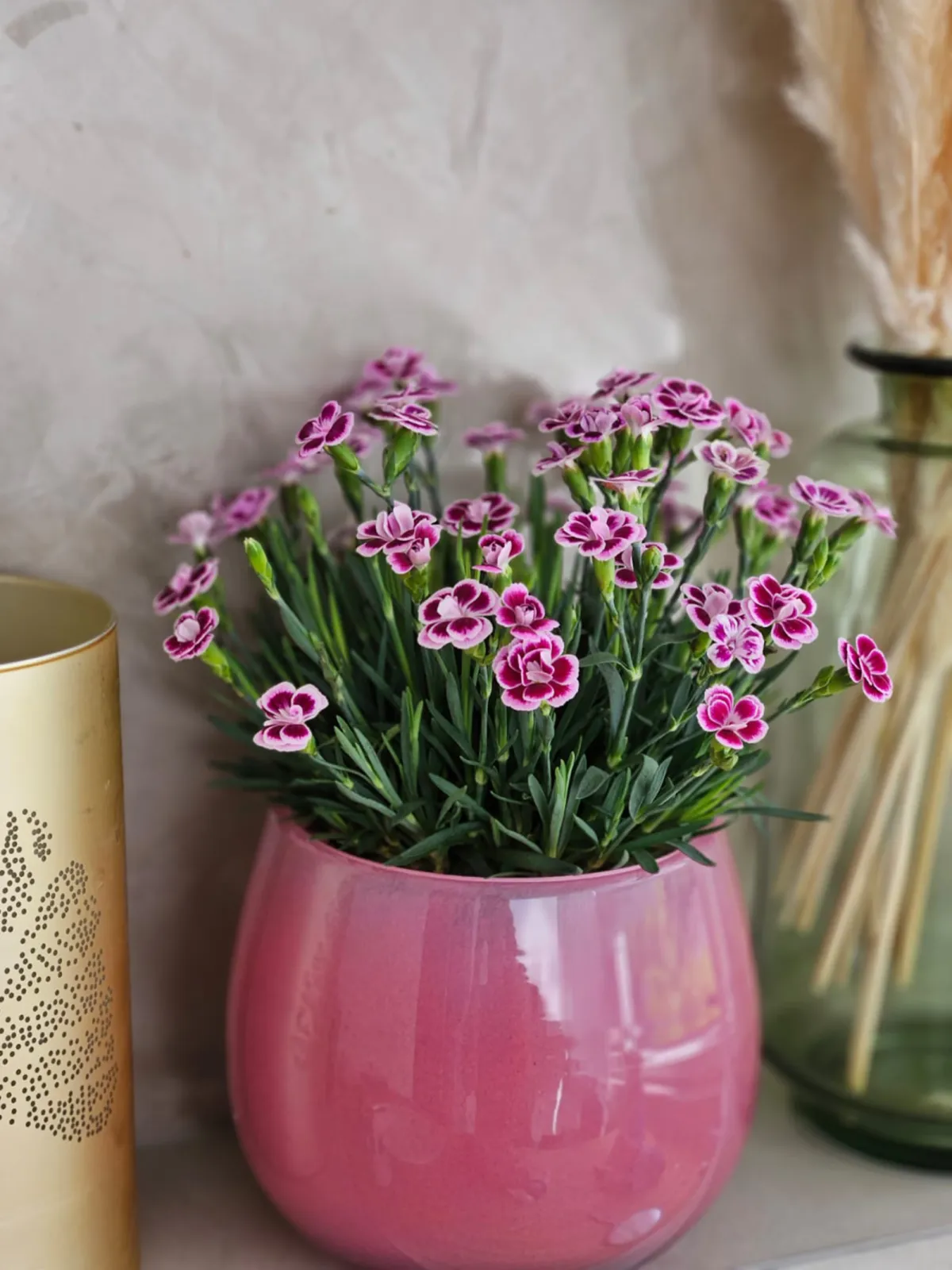 Boosting an abundance of pink, fragant flowers Pink Kisses® is Selecta's most popular Dianthus!