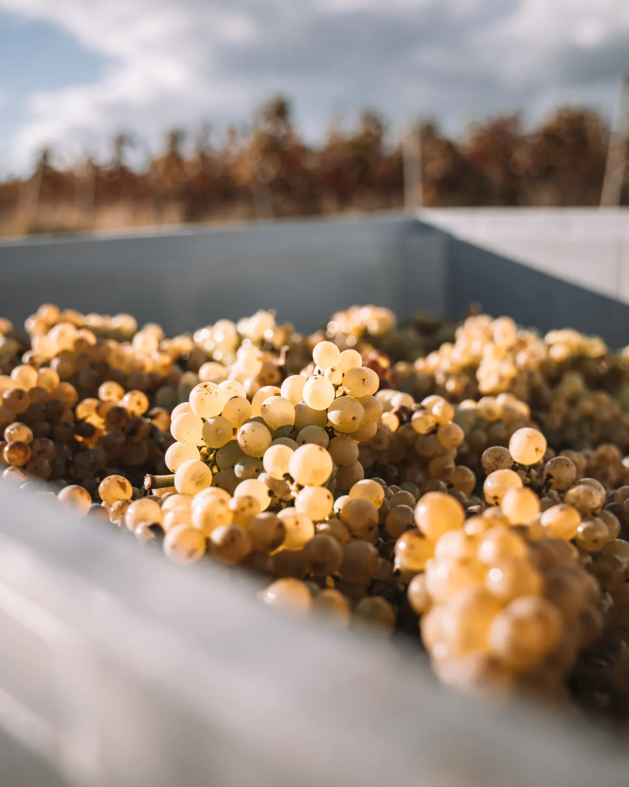 harvested Pinot Blanc grapes