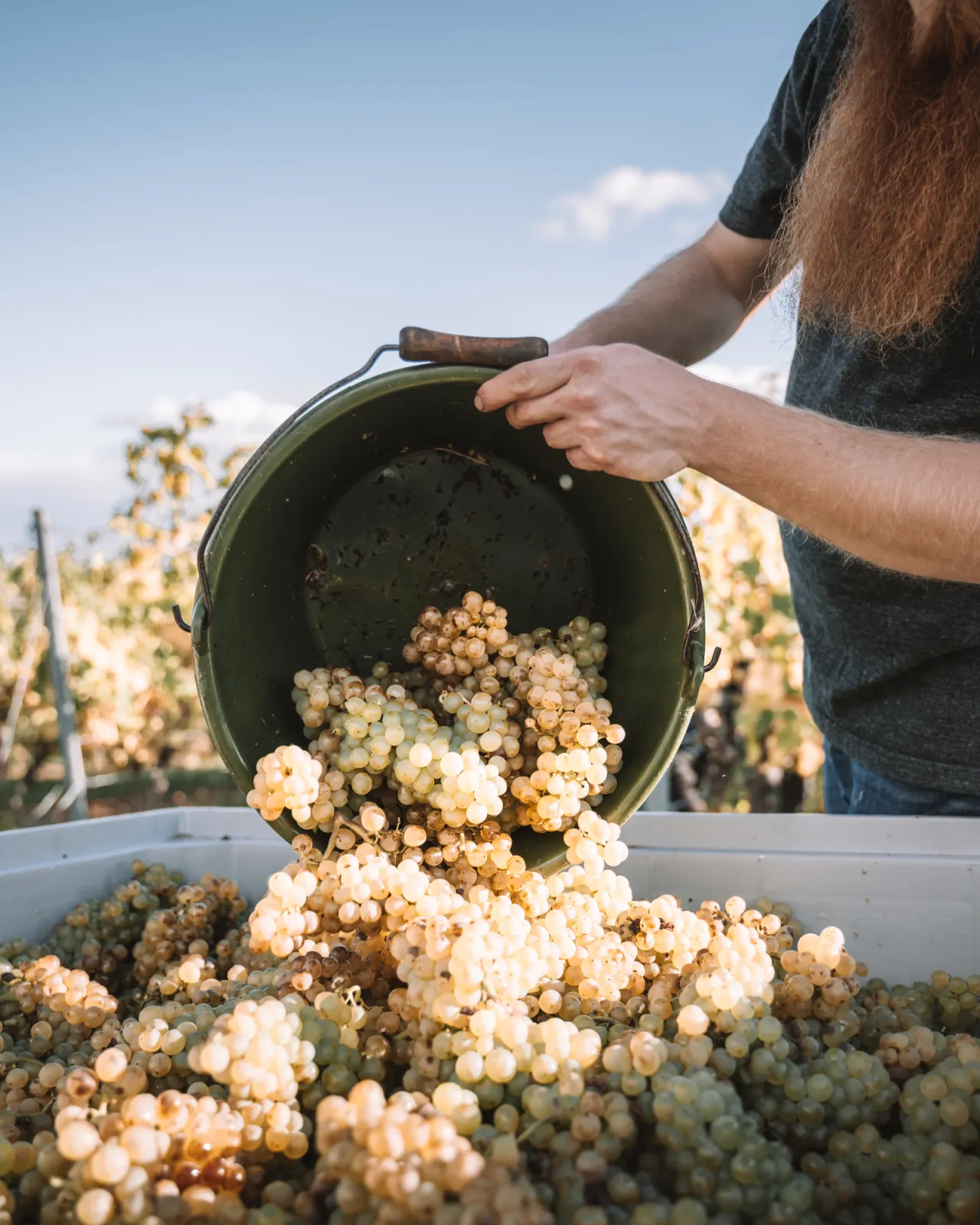 gathering the grapes in the vineyard