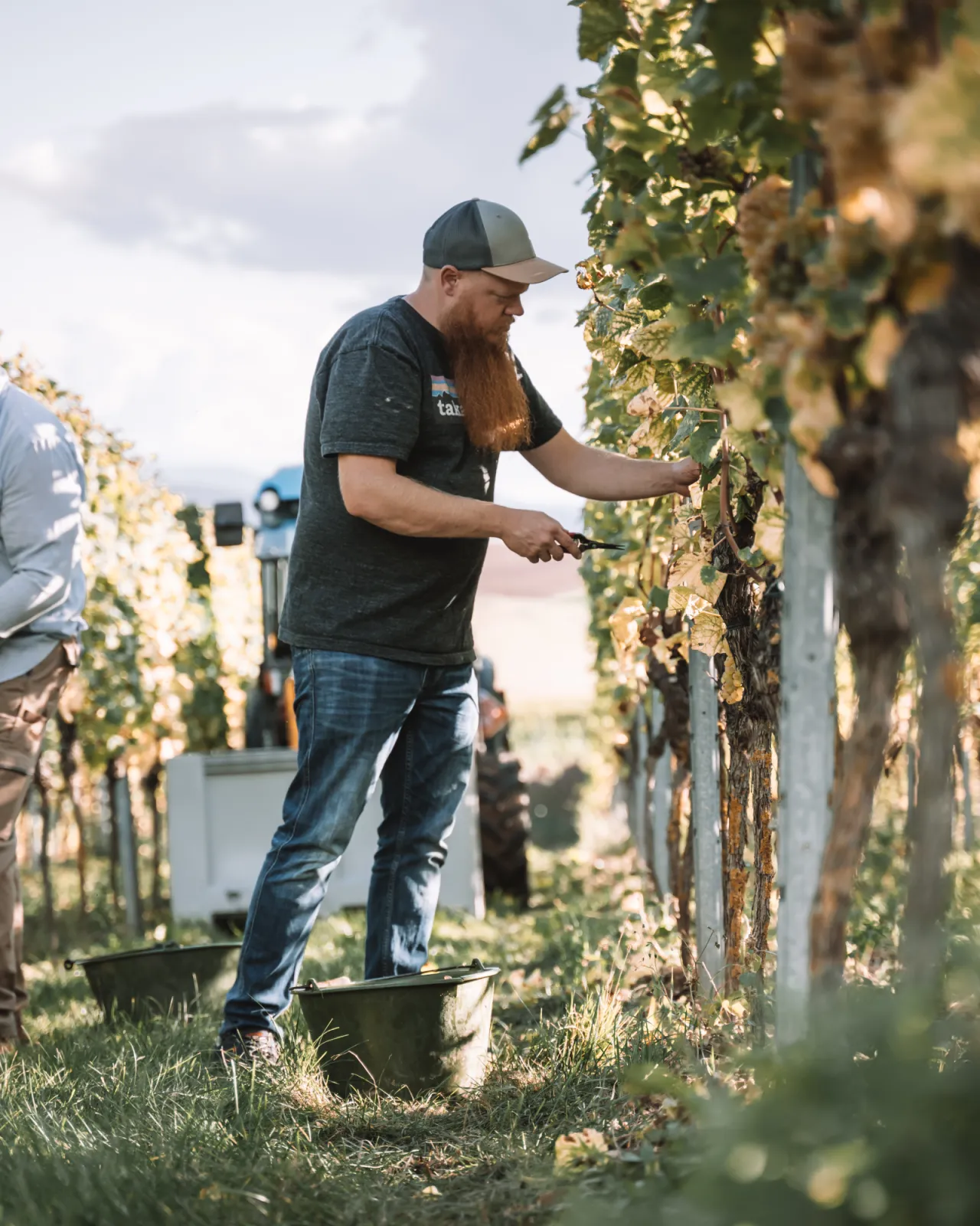 hand-picking in the vineyard