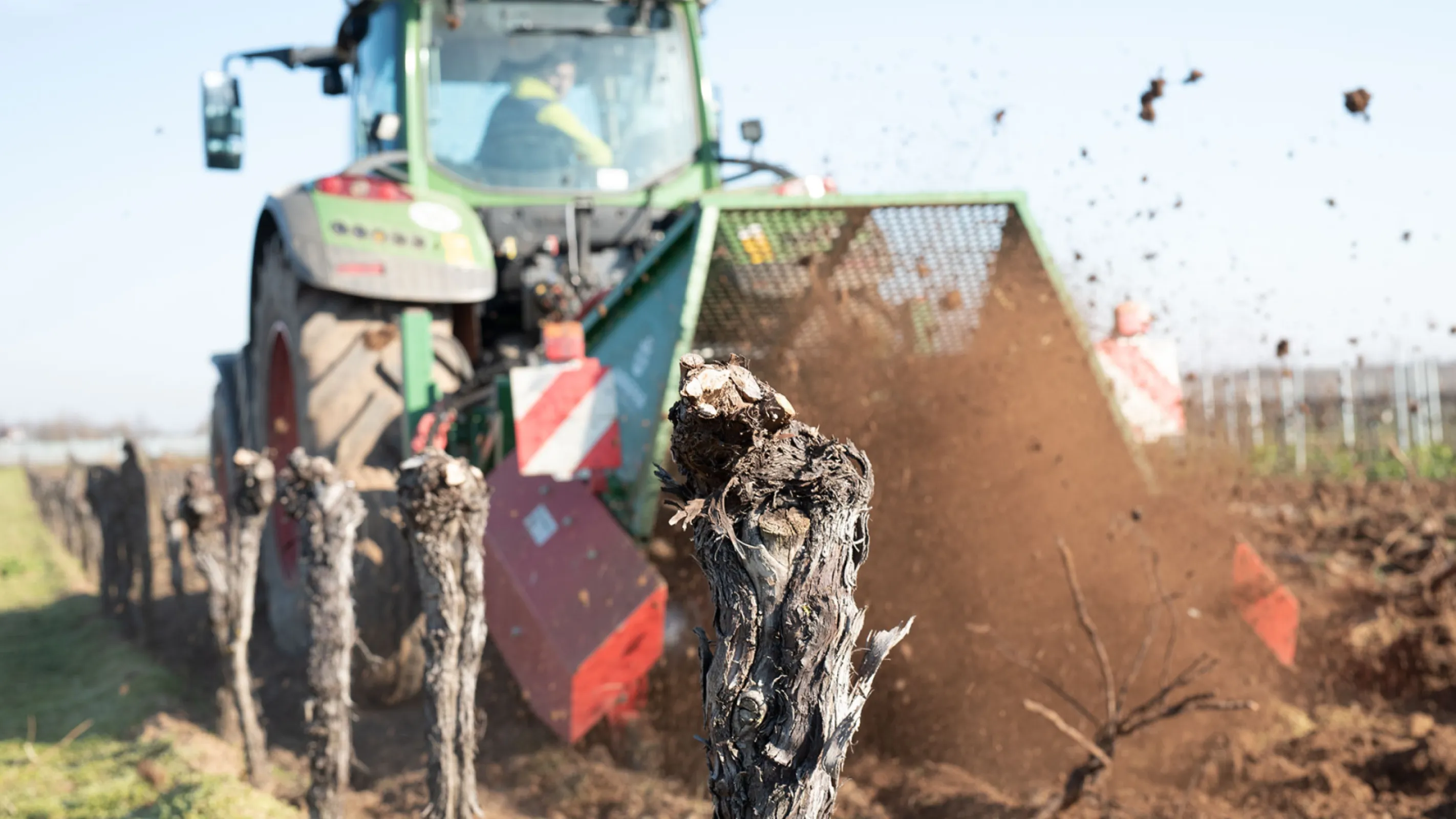 Breaker plough uprooting old vines (also possible for orchard trees)