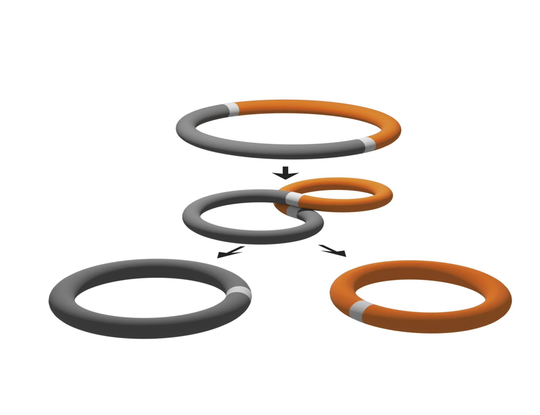 our proprietary Minicircle technology