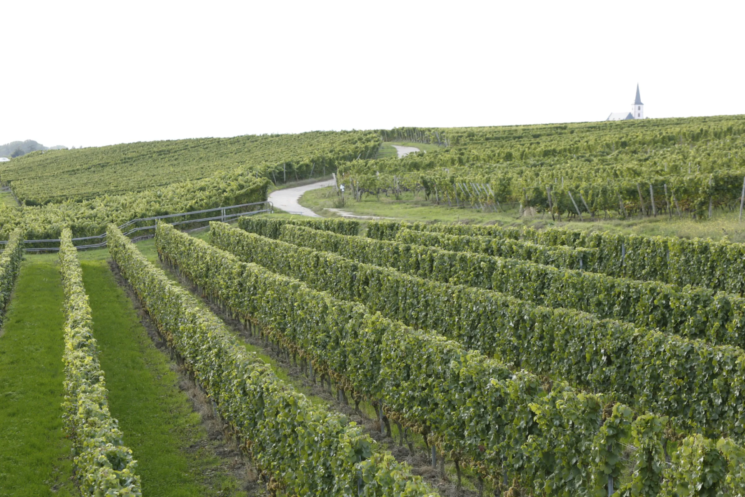 Hochheimer Hölle
