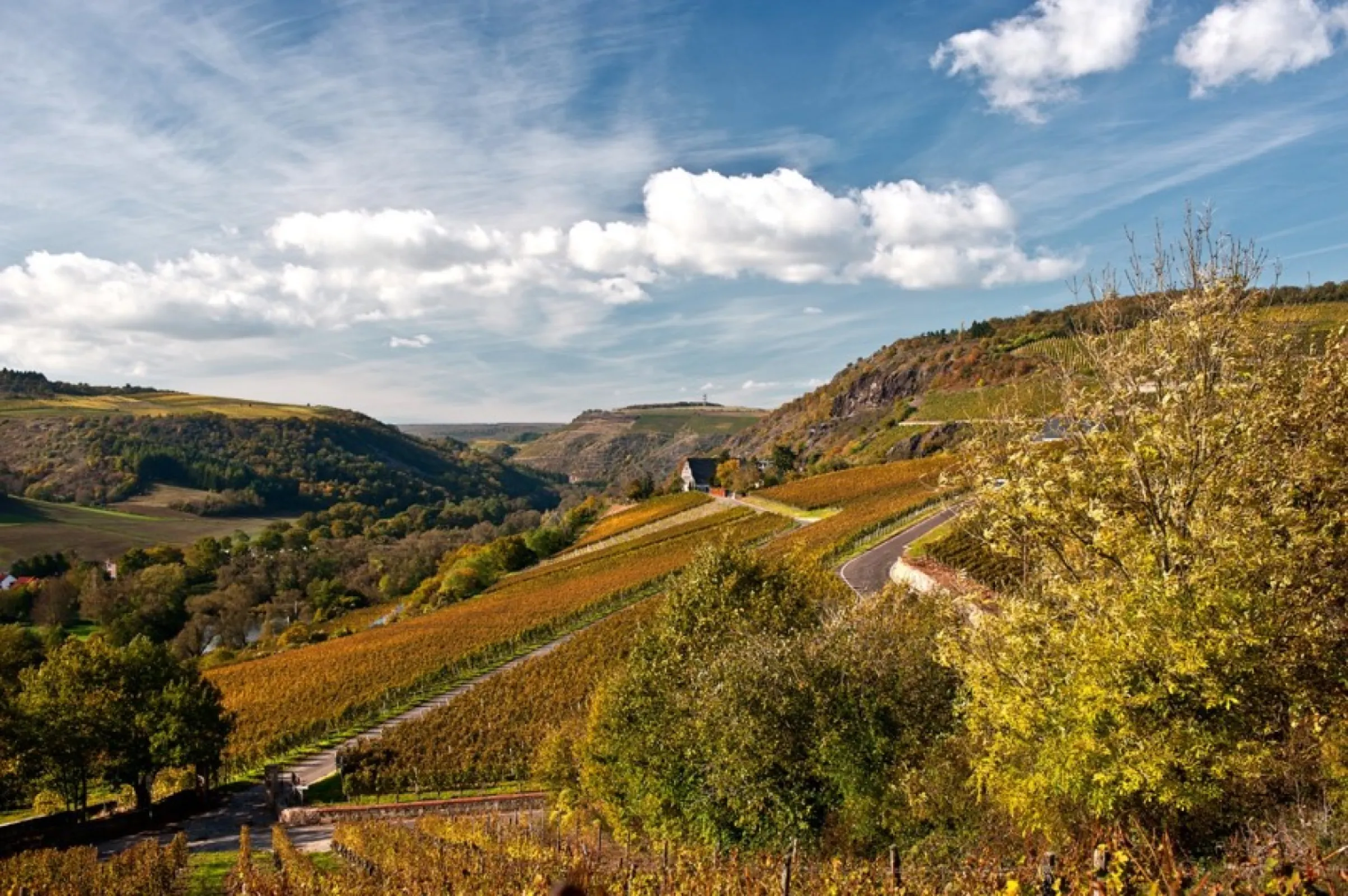 view to Gut Hermannsberg, in front Grand Cru site "Hermannsberg"