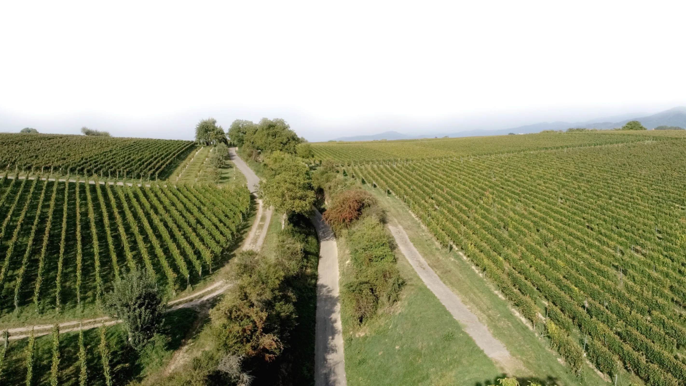 Premium Vineyard in the Maltesergarten in Heitersheim