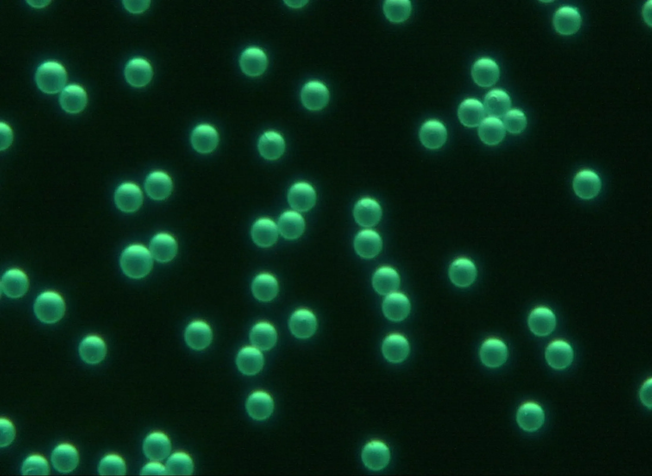 A wide variety of fluorescent polymer microspheres is available, with different particle diameters and spectral properties.