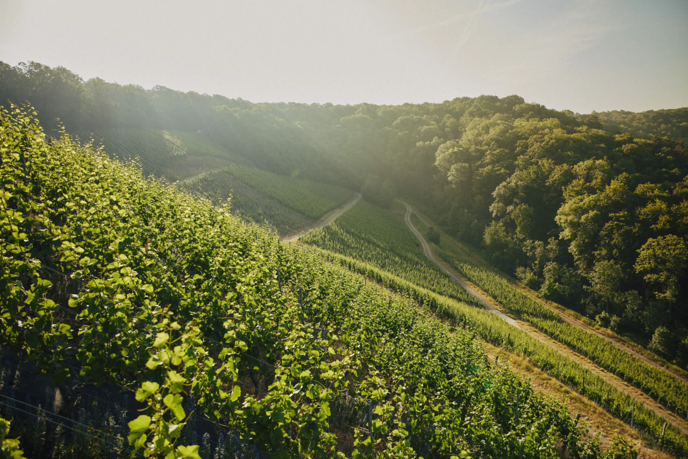 Vineyards