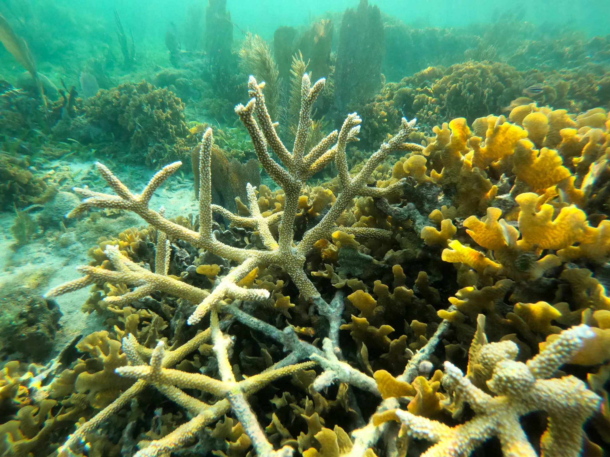 Preservación de corales en el Mar Caribe (Programa Biodiversidad y Negocios -DaBIO II)