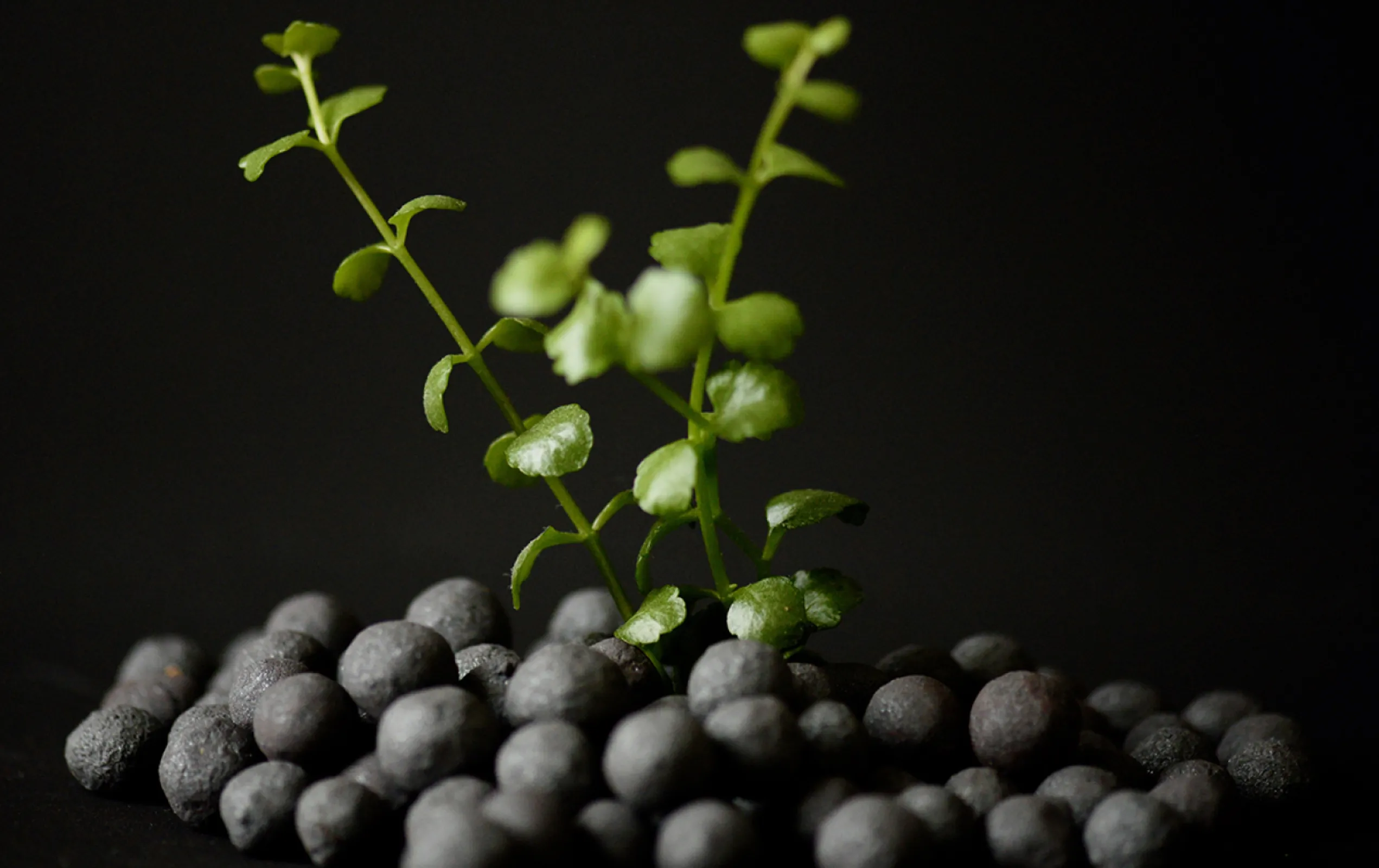 Iron Ore Pellets