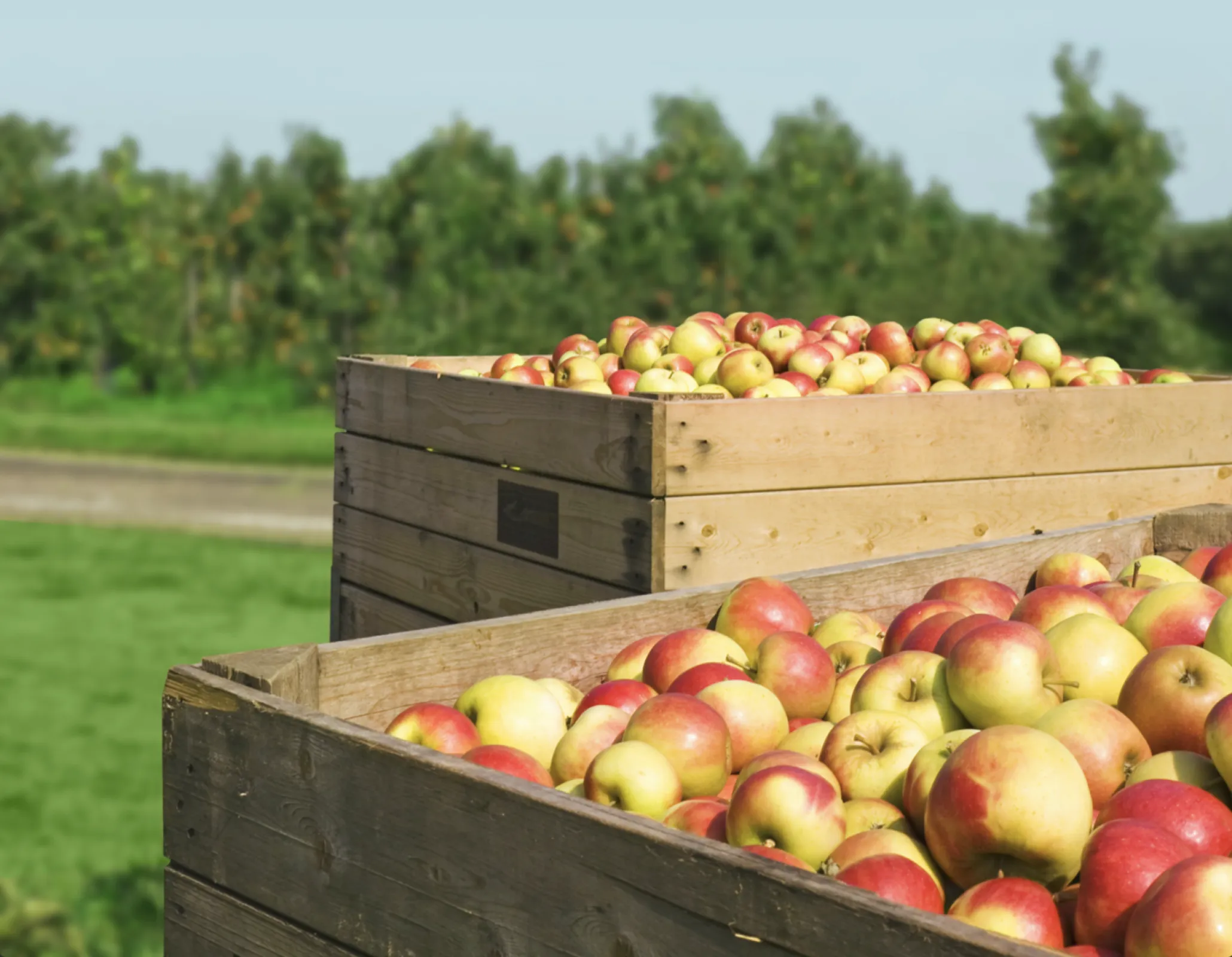 Fruit Novelties of Artevos GmbH