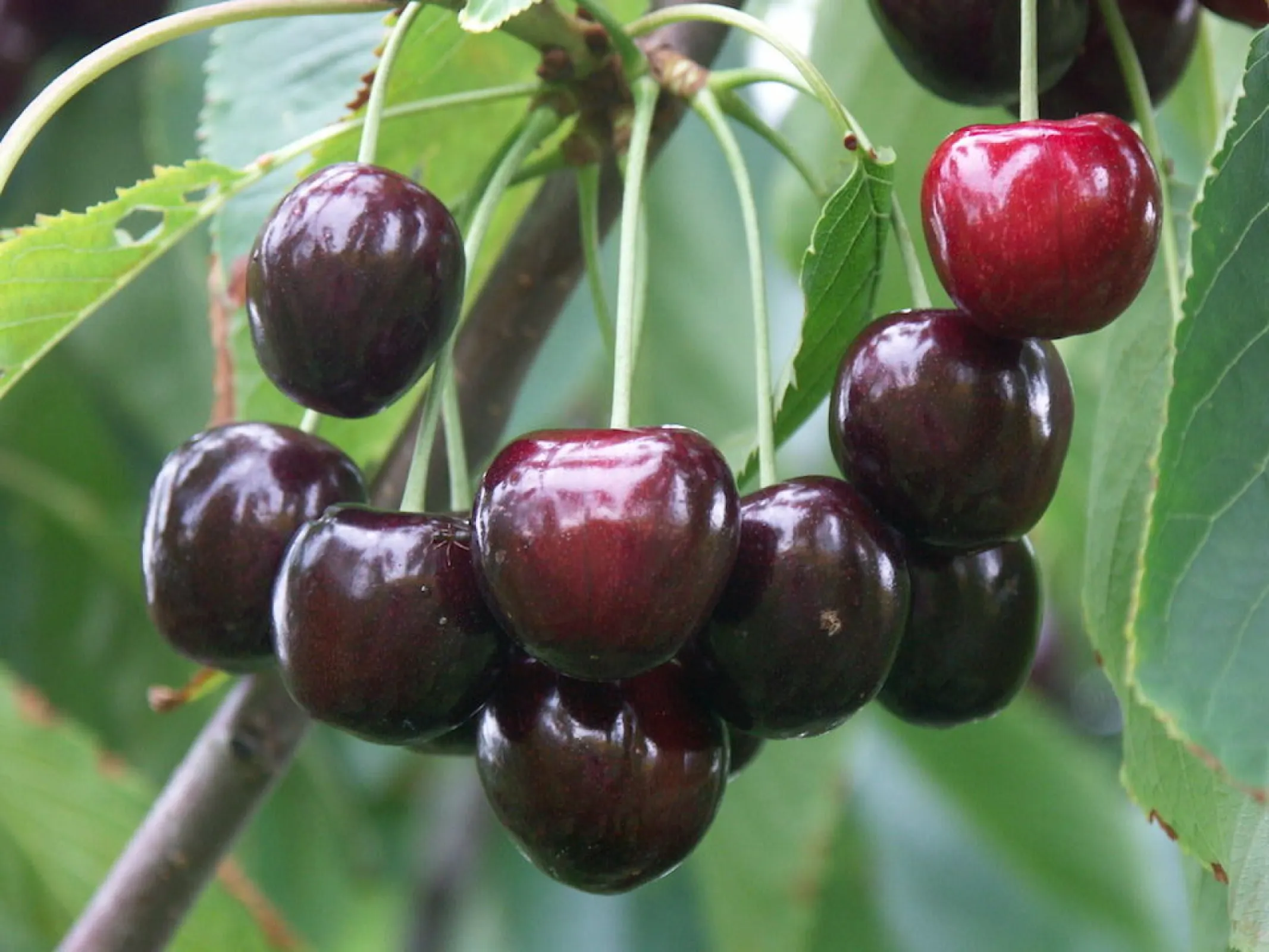sweet cherry 'Irena'