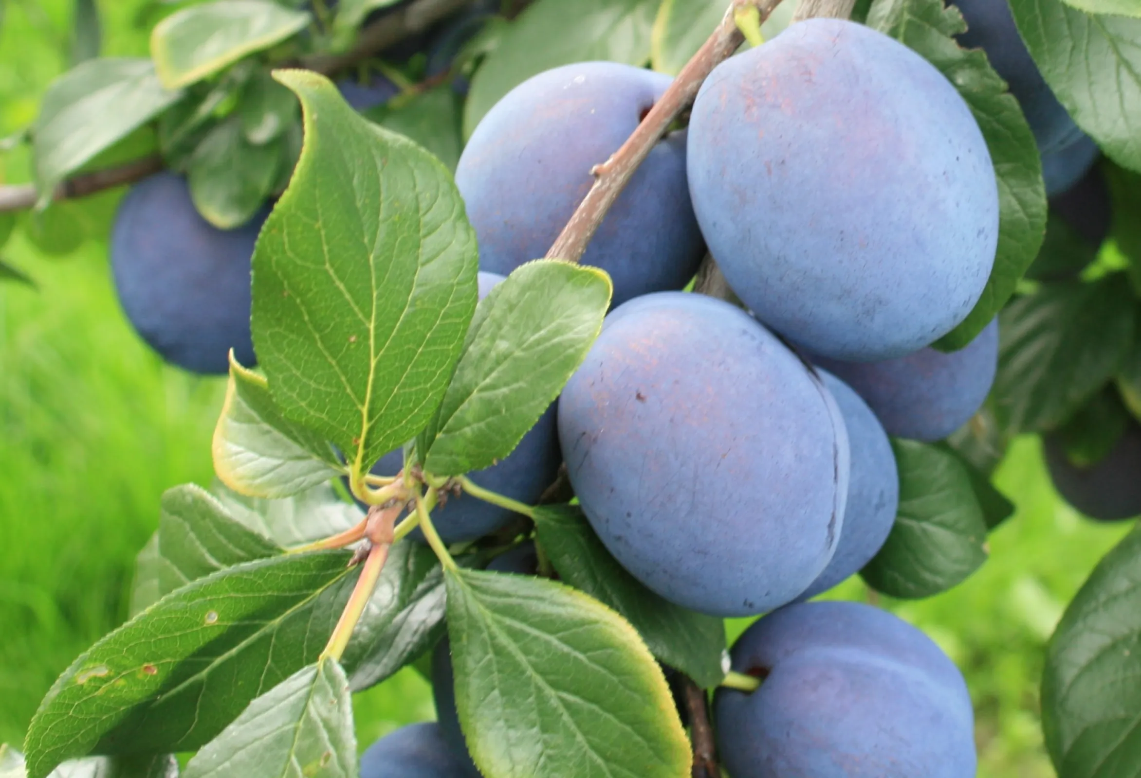 Plum 'Tophit' – A Proven Variety for Modern Orchards