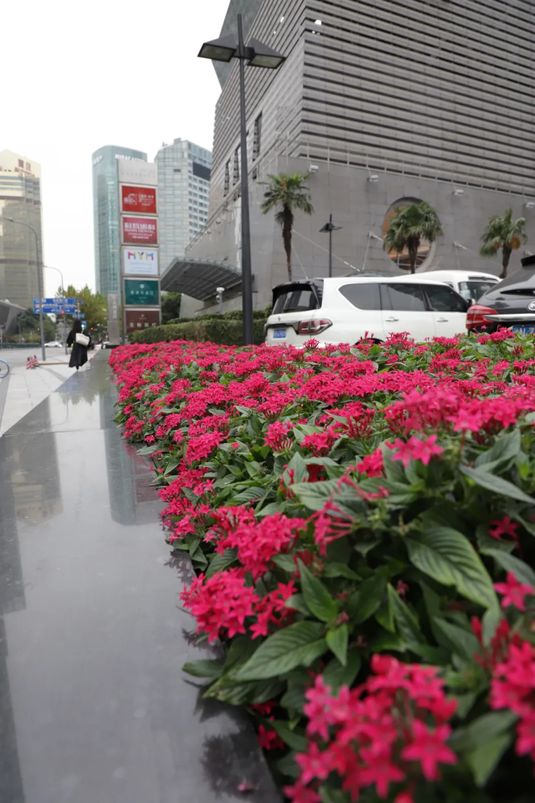 Pentas lanceolata F₁ – Graffiti®