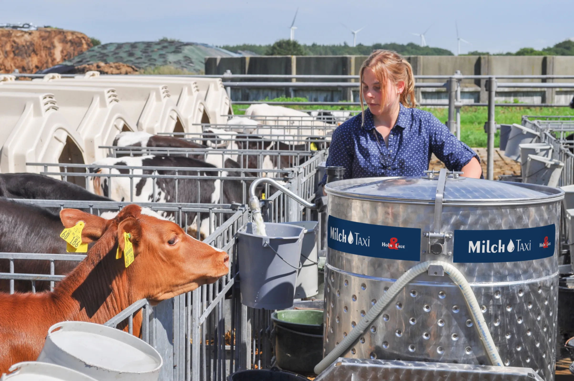 Feeding calves with MilkTaxi