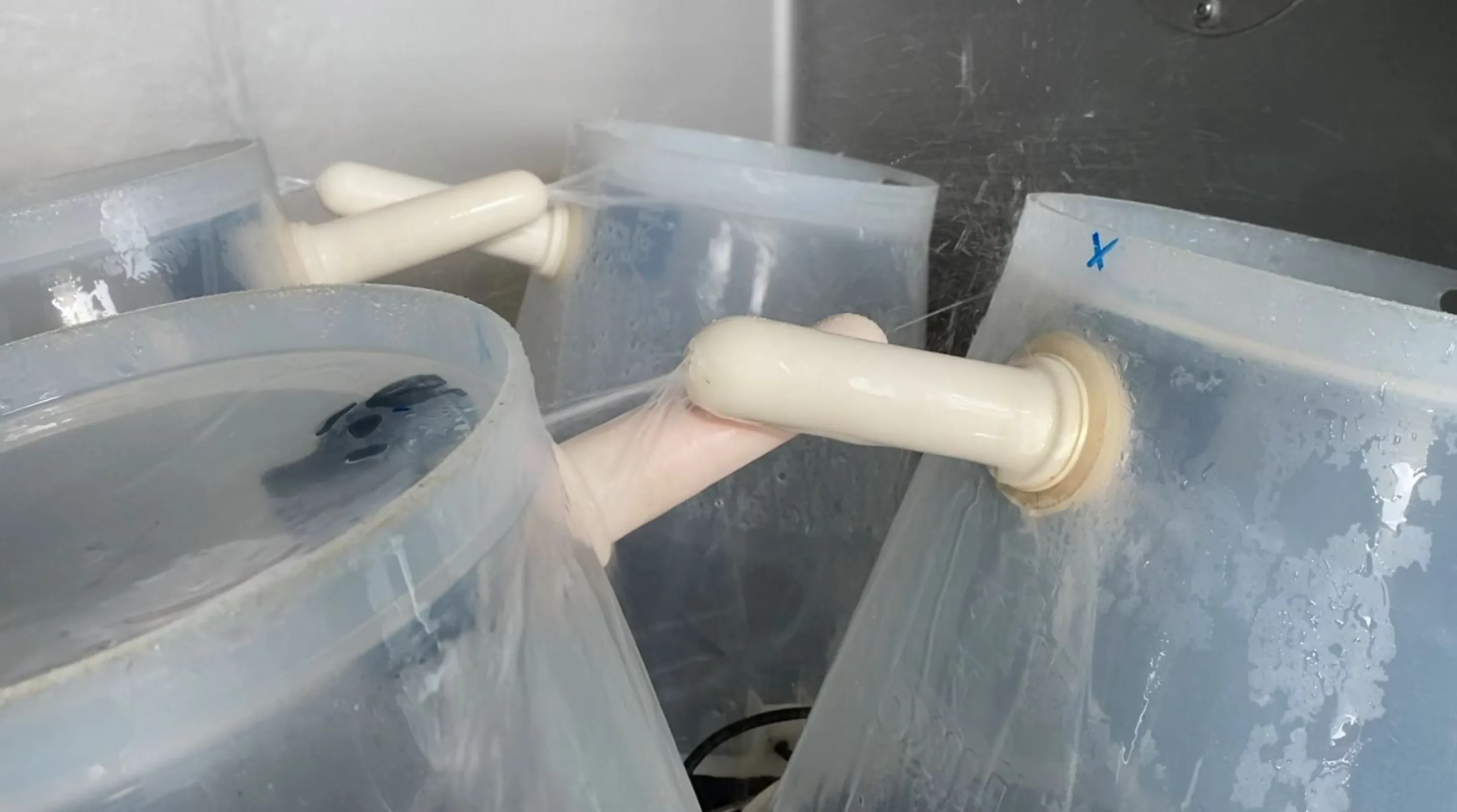 Teat bucket washing.