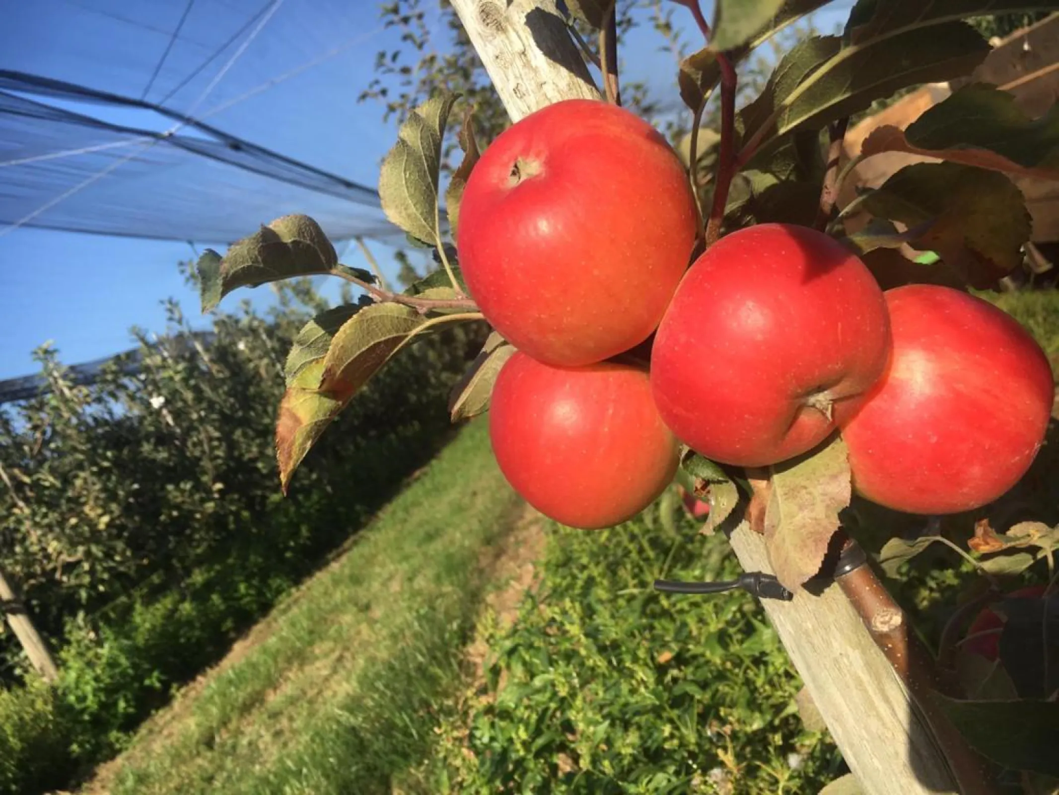 Orange Crisp® apples