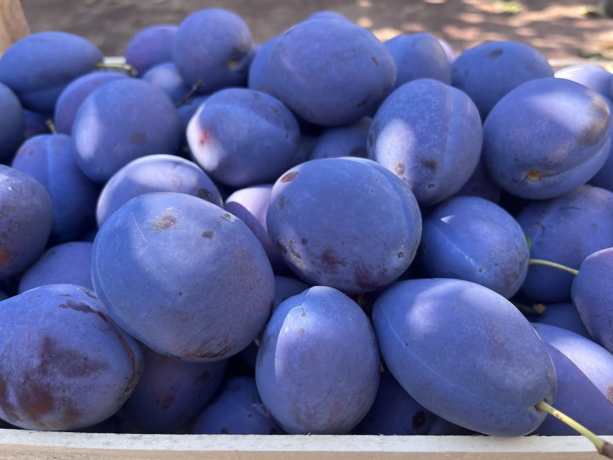 High Quality Plum ՚Topend Plus՚ High Quality Plum ՚Topend Plus՚