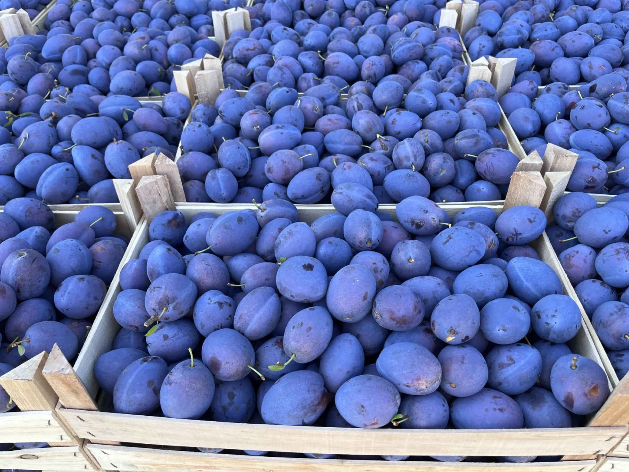 ՚Topend Plus՚ - A Late-Season Plum of Exceptional Quality