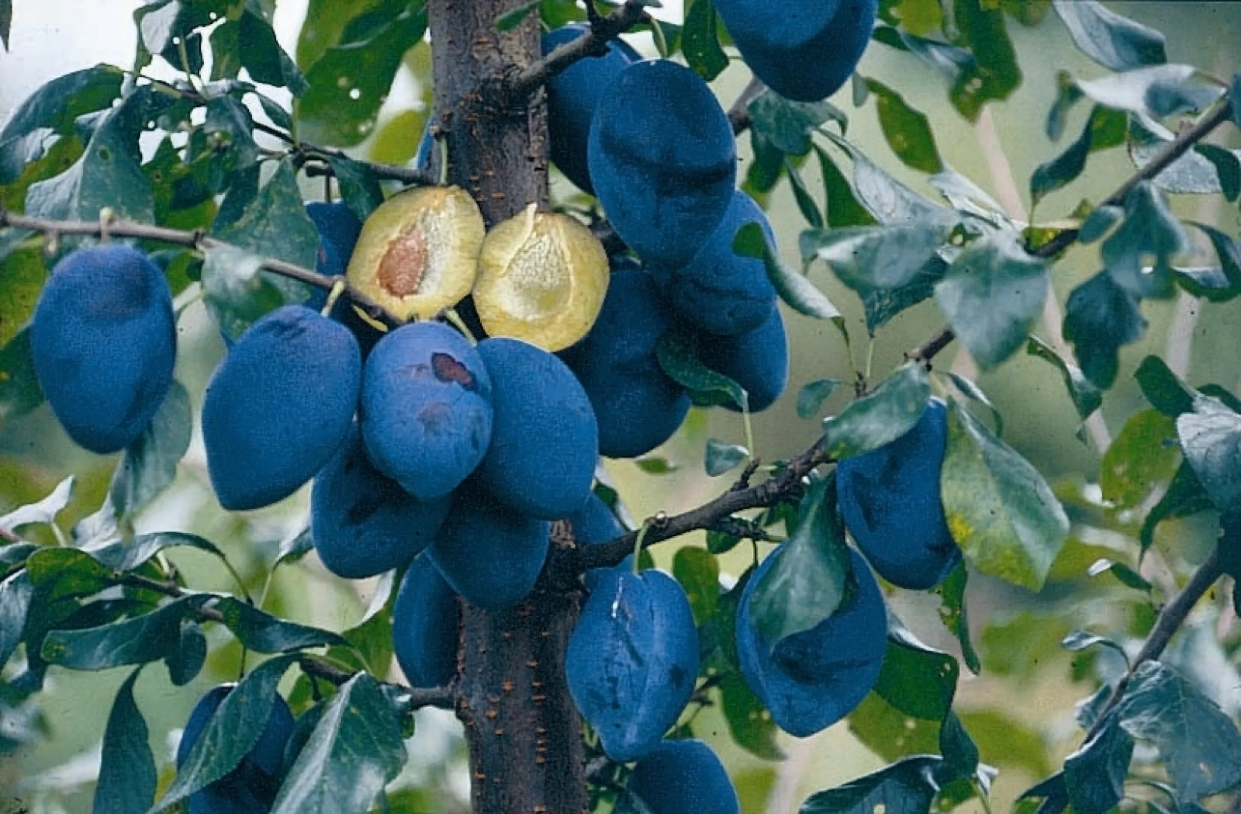 ՚Topend Plus՚– Rich Flavour, Premium Quality
