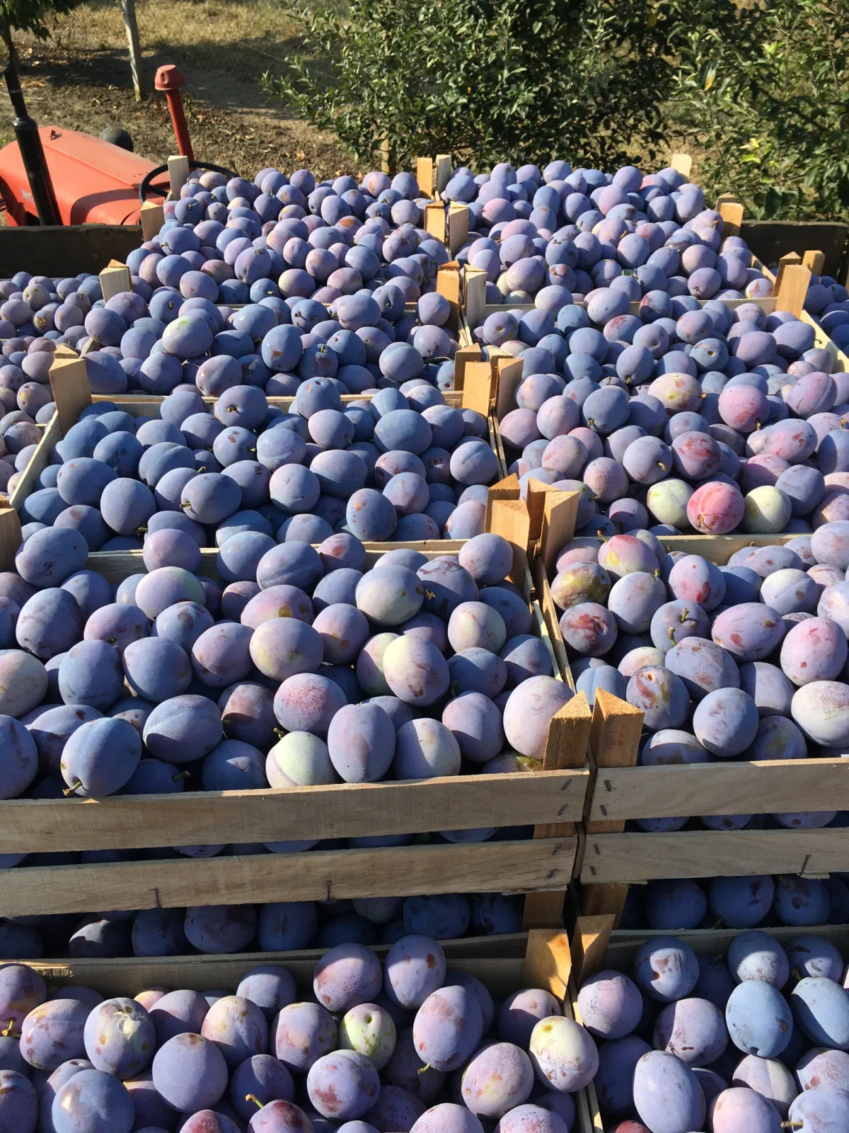 'Tophit' – Reliable Yields and Excellent Fruit Quality