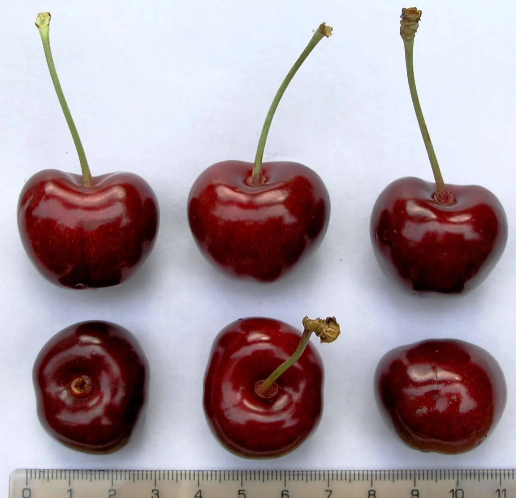 'Tamara' – Exceptional Fruit Size and Quality