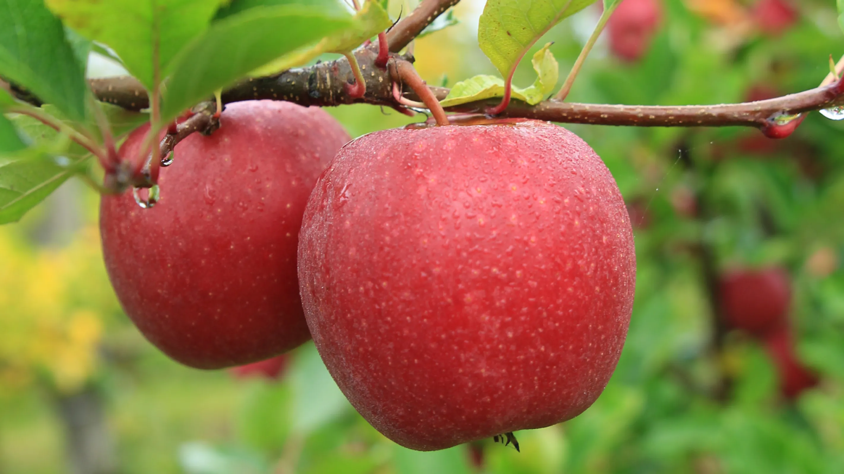Fruit Novelties of Artevos GmbH
