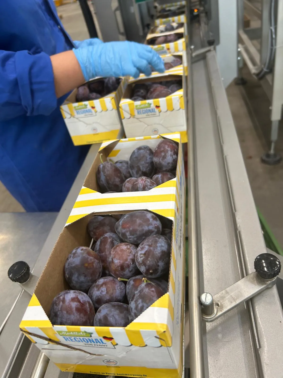 Fresh plums being packed for retail distribution.