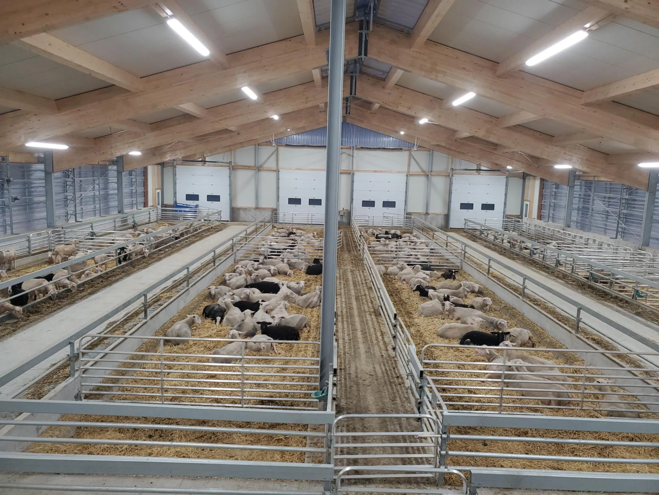 Sheep Barn in Ontario