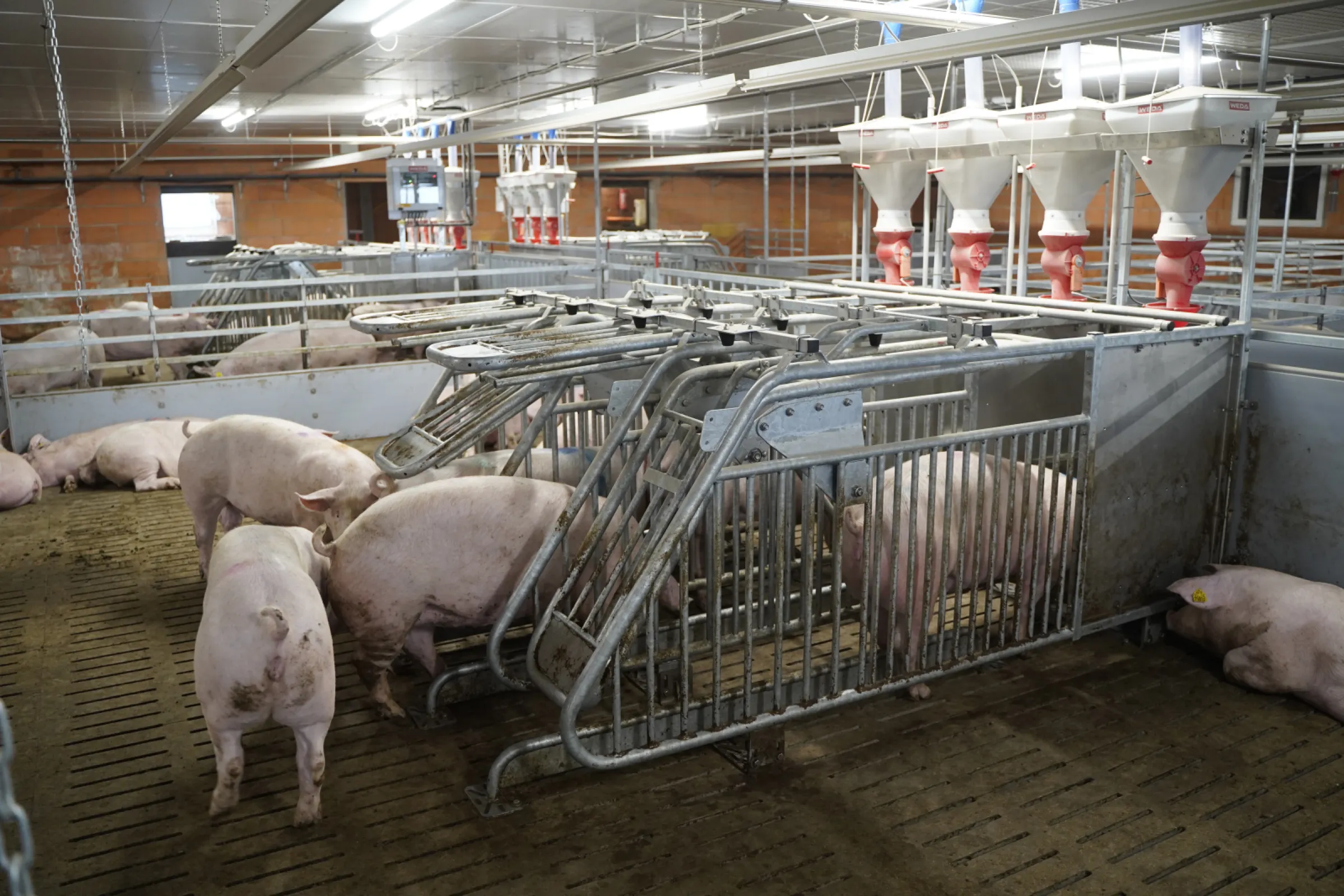 Opti.Station: Electronic Sow feeding. No valves, no cylinders nor complex control technology