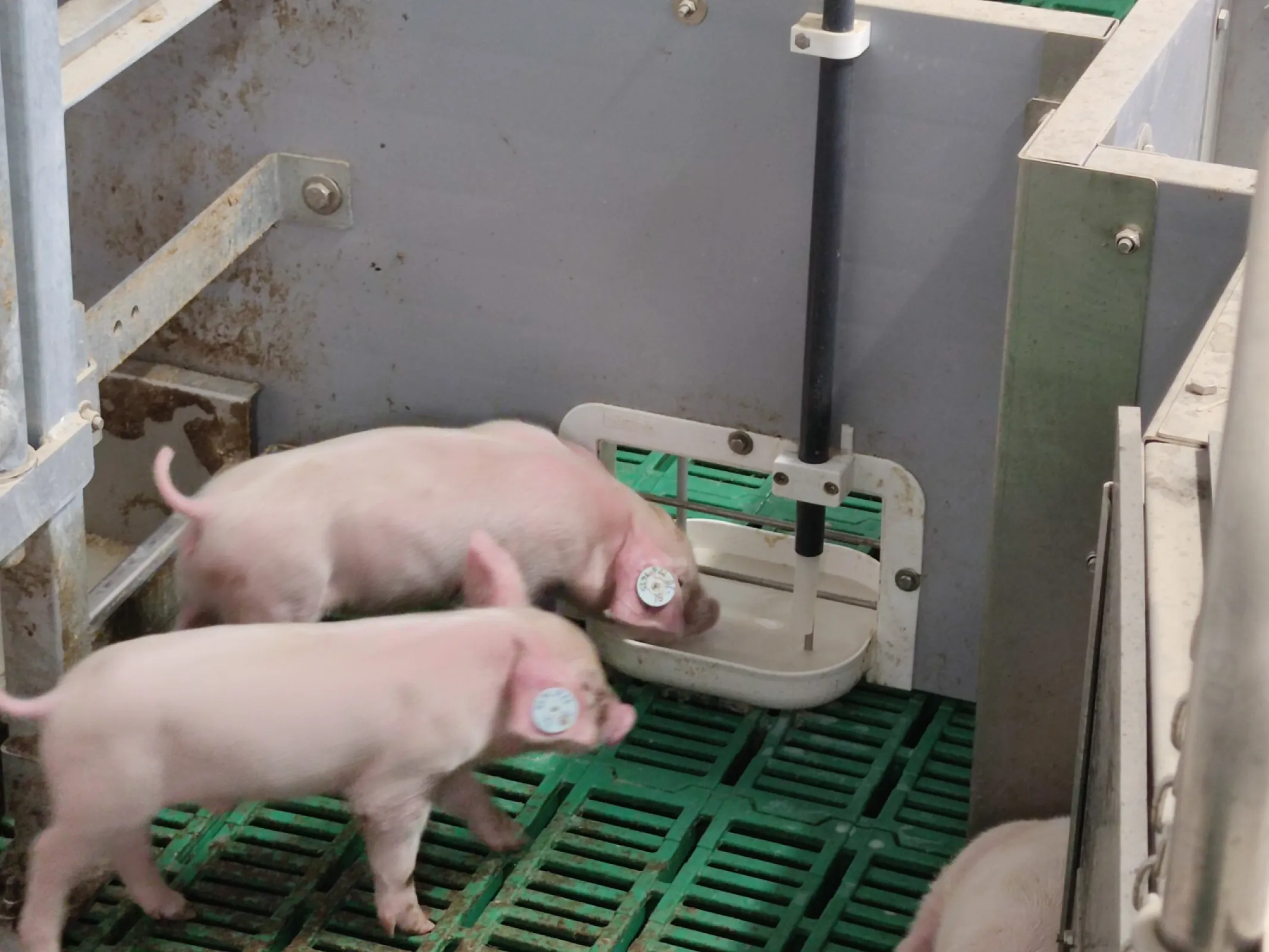 Nutrix: Suckling piglet feeding System