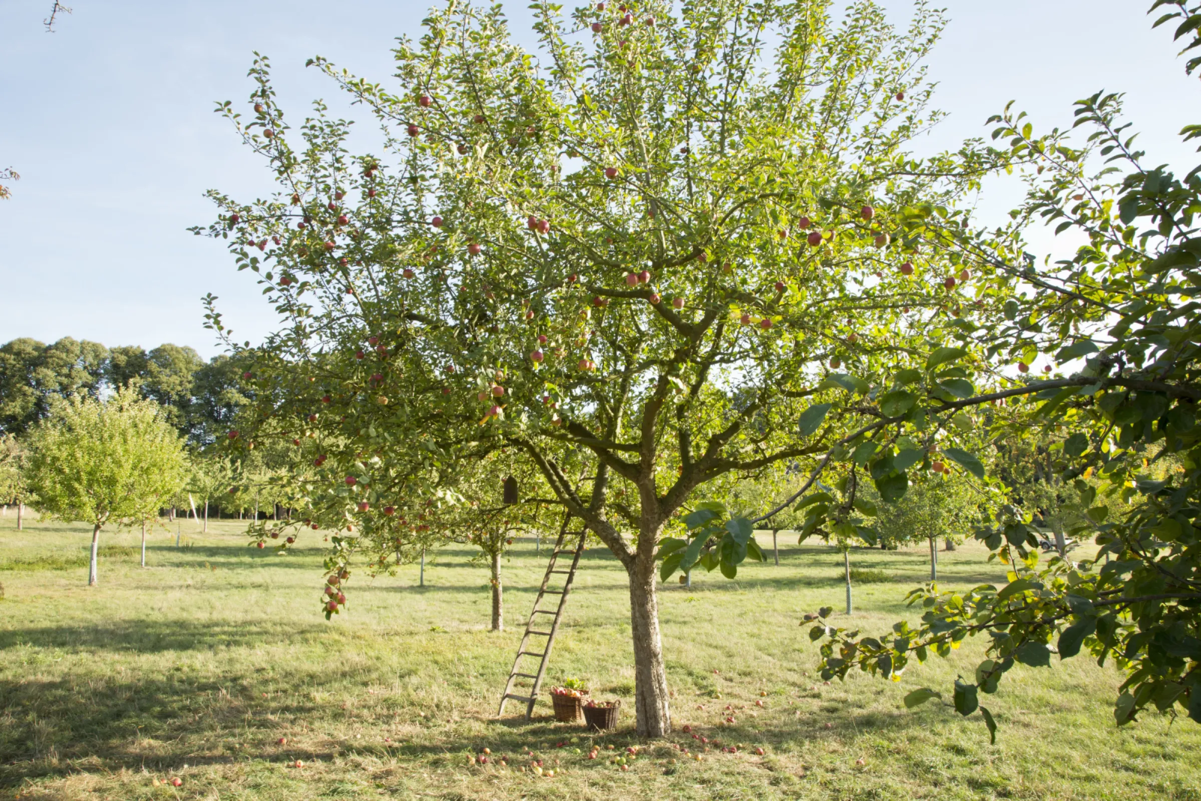 Orchard