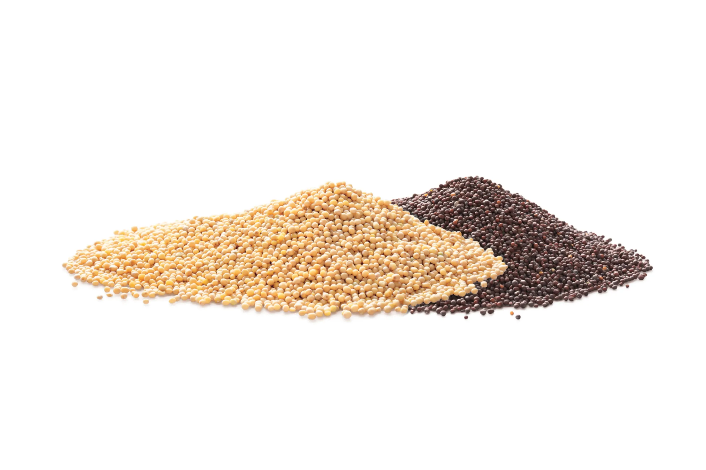 Mustard Seeds