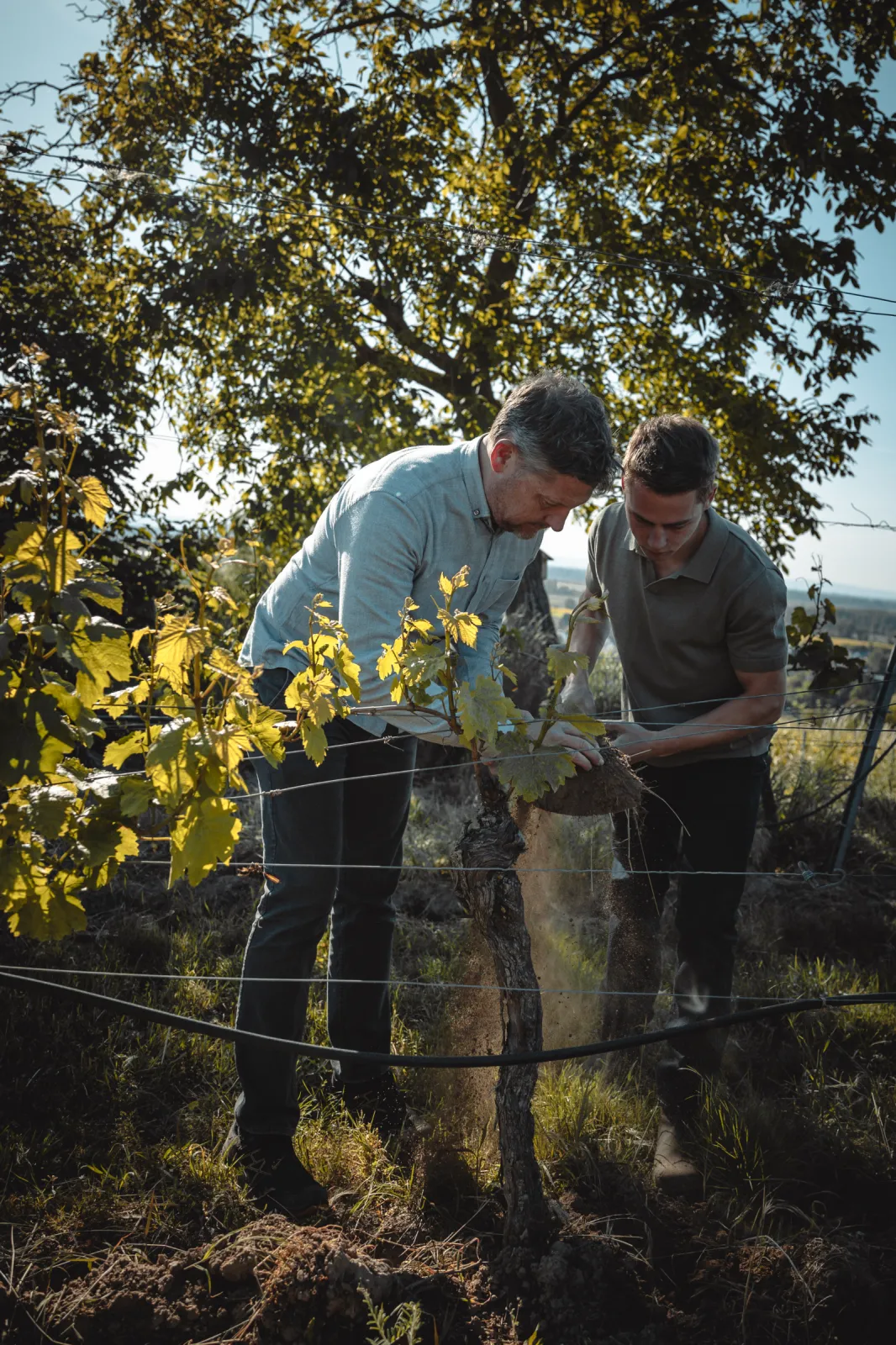 Stefan and Lukas exploring the health and vitality of the vineyard soil, the foundation for strong vines and expressive wines