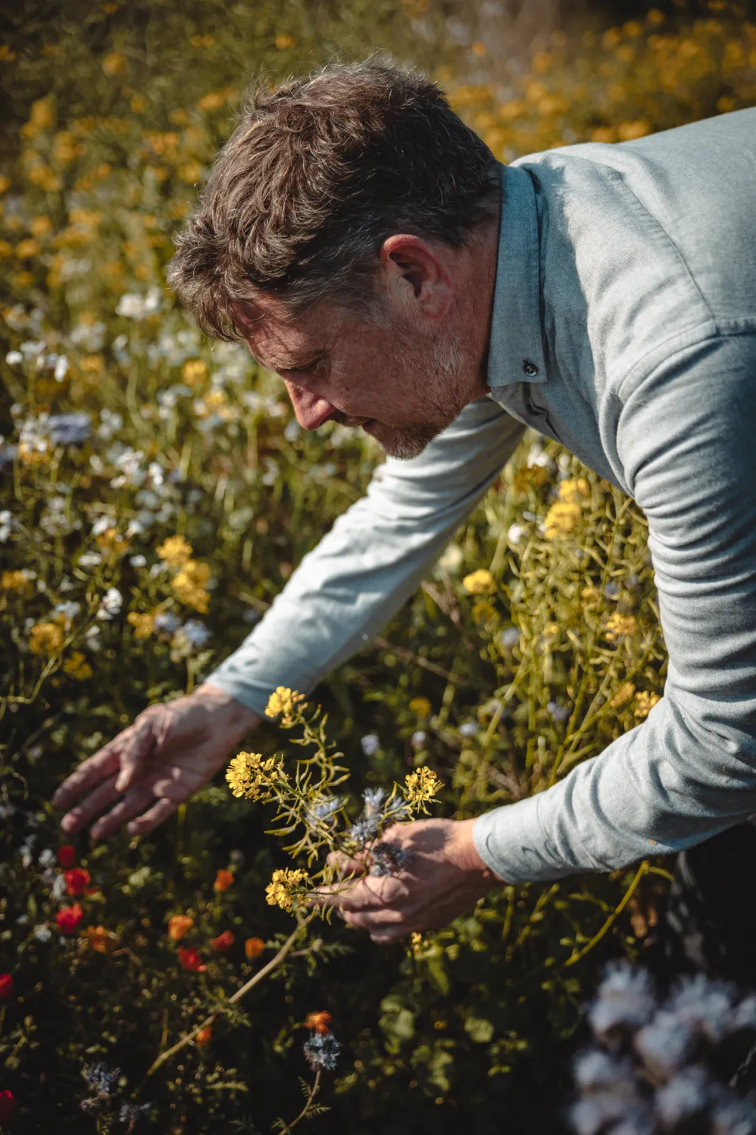 Stefan inspecting the cover crops in our organic vineyard, reflecting our pioneering commitment to sustainable winemaking and healthy living soils