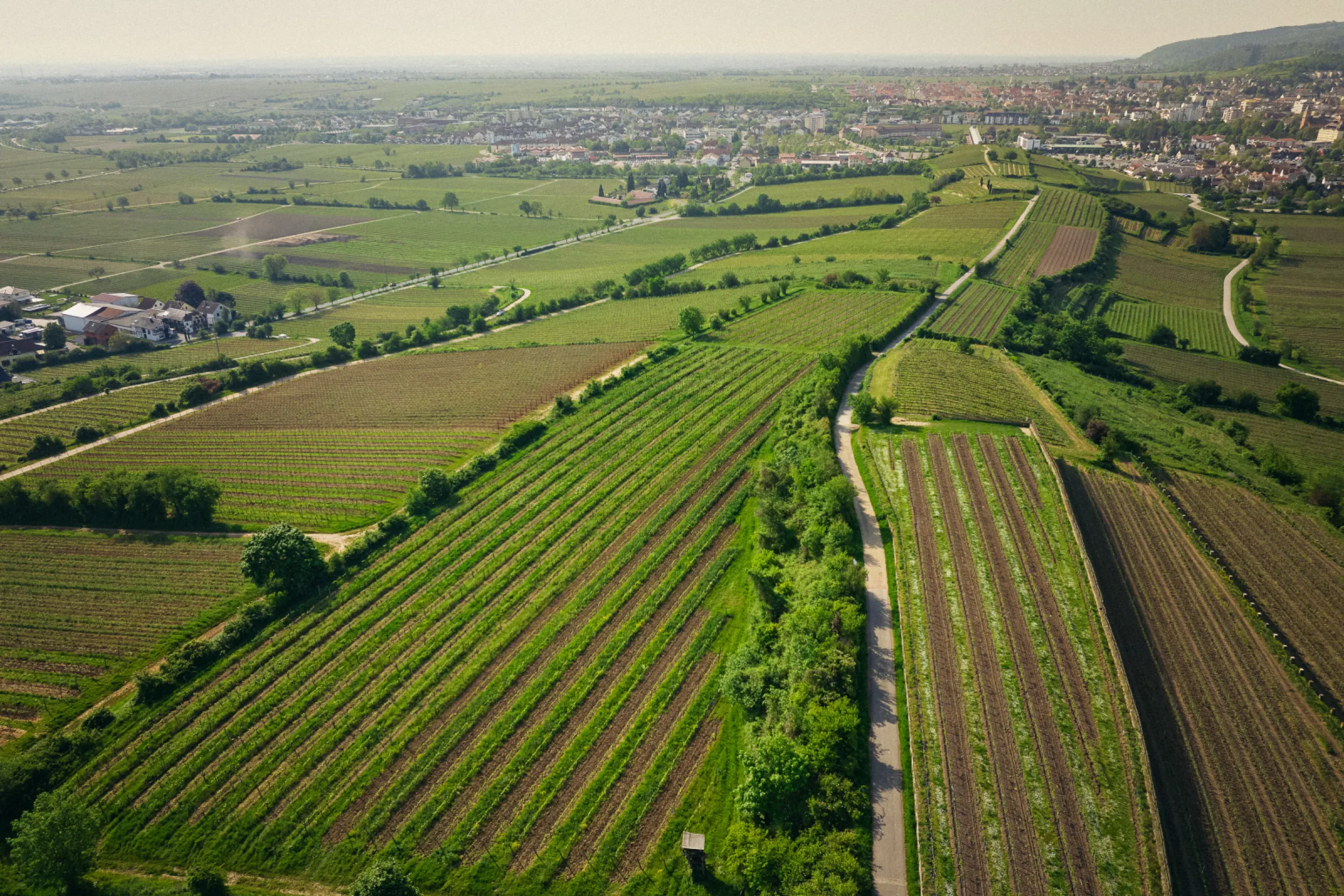 Vineyards owned by Pflüger