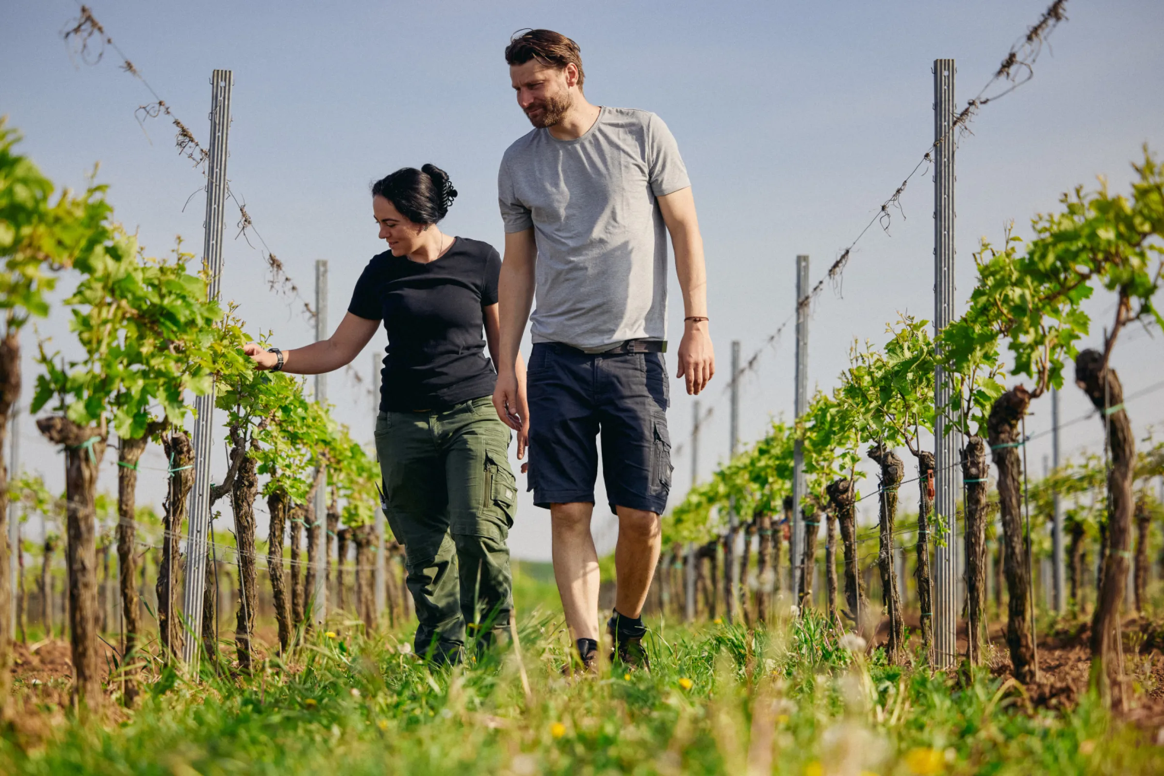 Alex Pflüger checking his vineyards