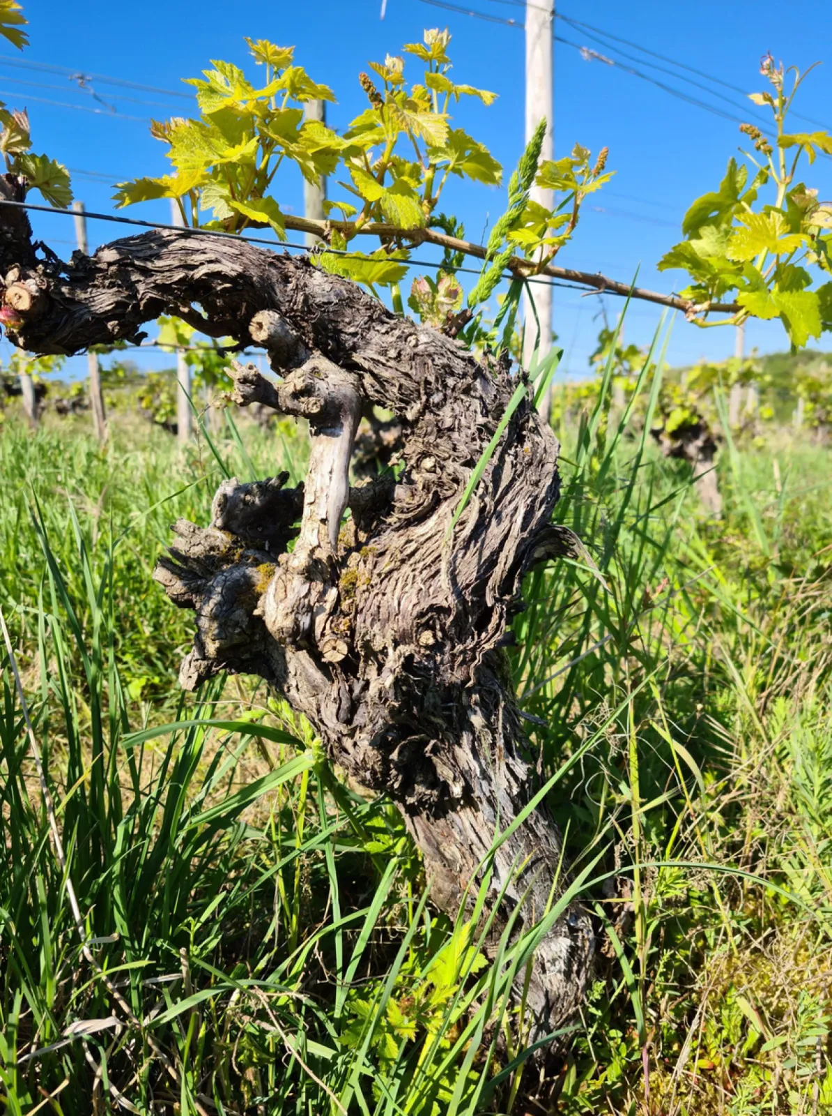 Heerkretz  Our Siefersheim Heerkretz: planted on very stony volcanic rock, steep slopes, cool nights, long ripening period, a VDP ‘GG’ vineyard – arguably one of the finest vineyards for Riesling and Pinot Noir in the world.
