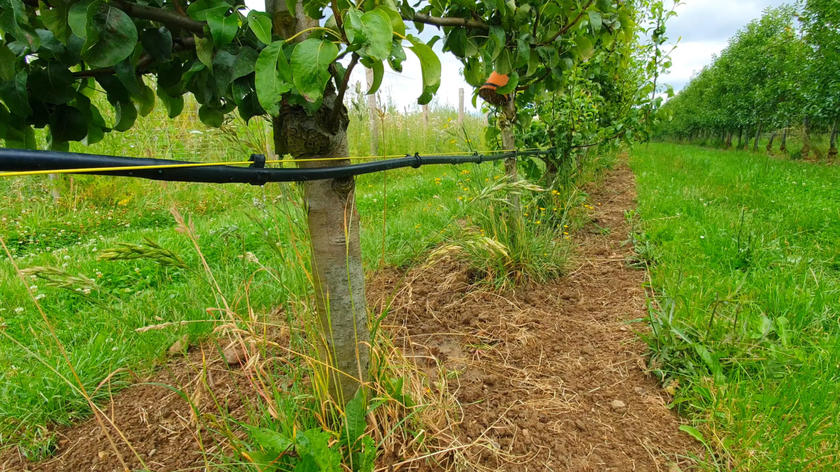 Drip irrigation