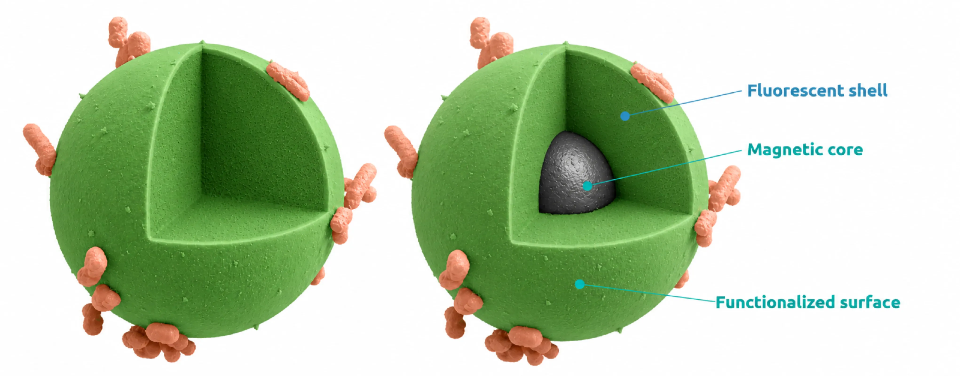 Fluorescent microbeads for FRS applications with (right) and w./o. (left) magnetic core, respectively.