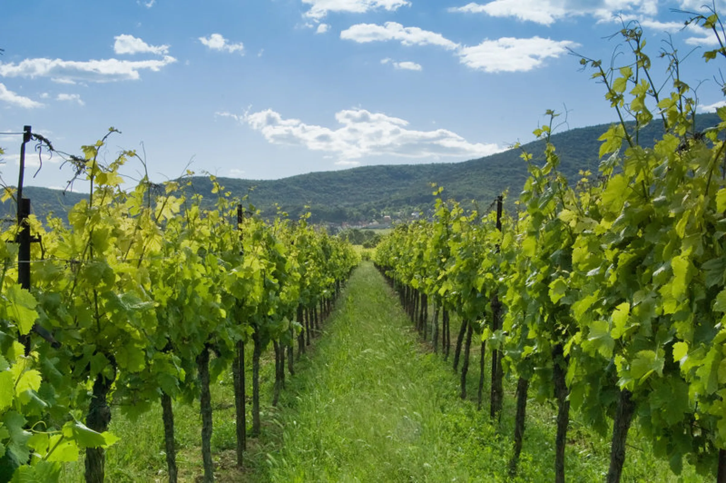 Wine hill of Palatinate