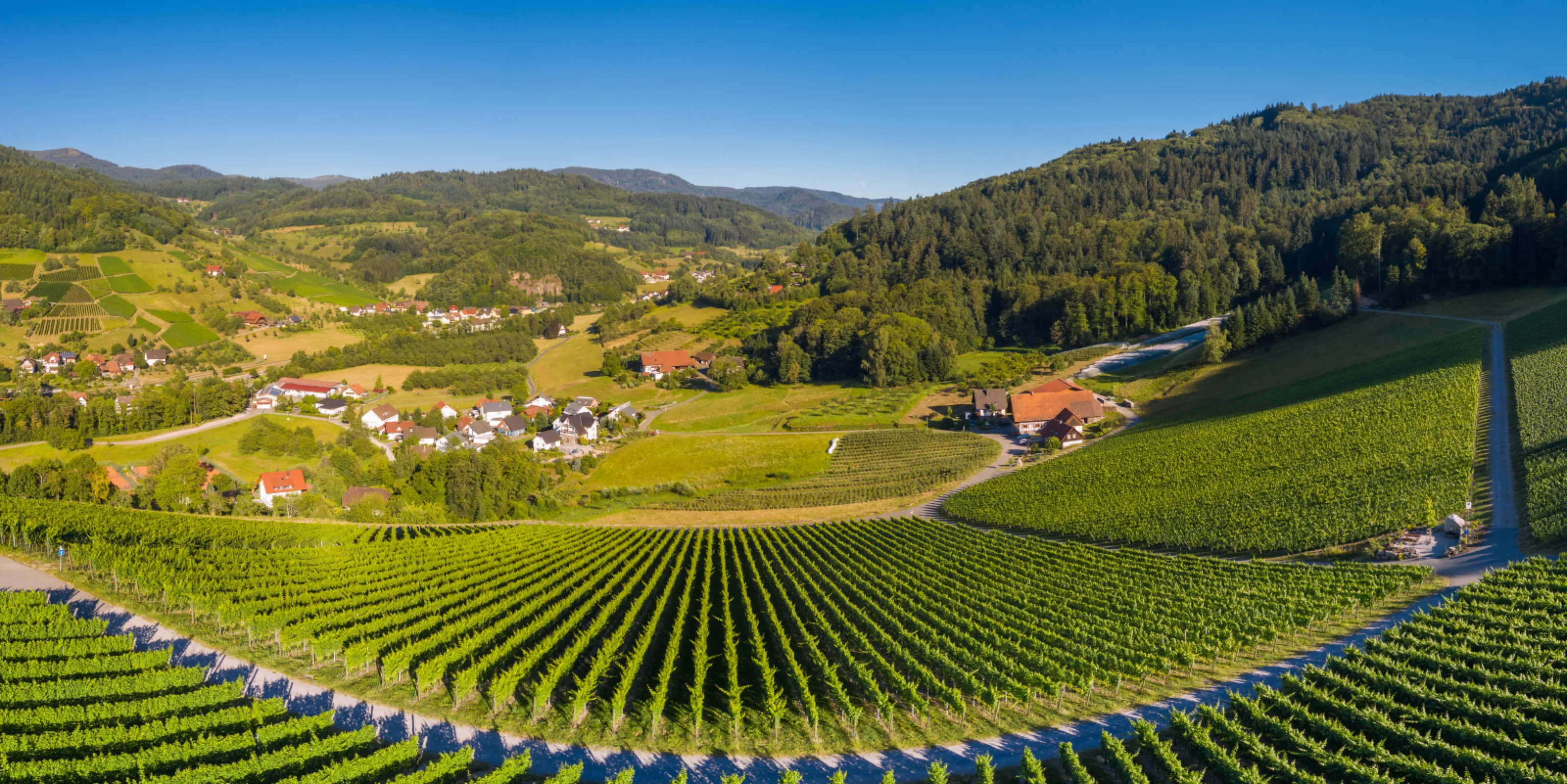 Vineyards of "Great Growth"-Wines with view to Black Forest / Oberkircher Winzer eG