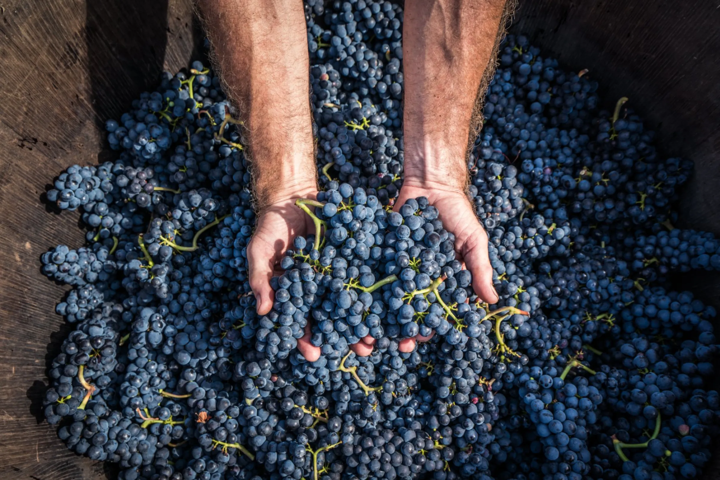 Harvest of Pinot Noir Grapes 2026