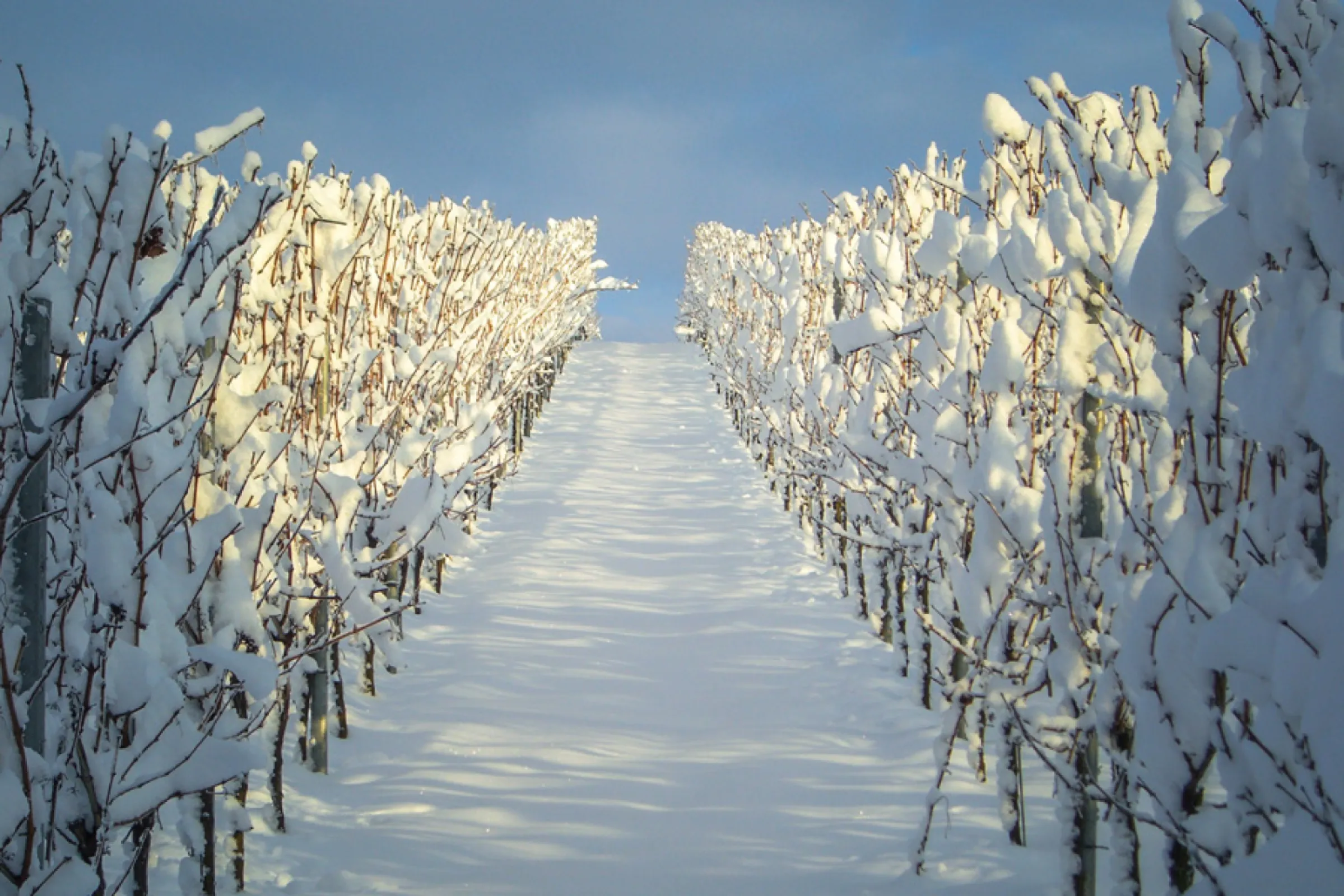 Snow-covered vineyards in Heilbronn